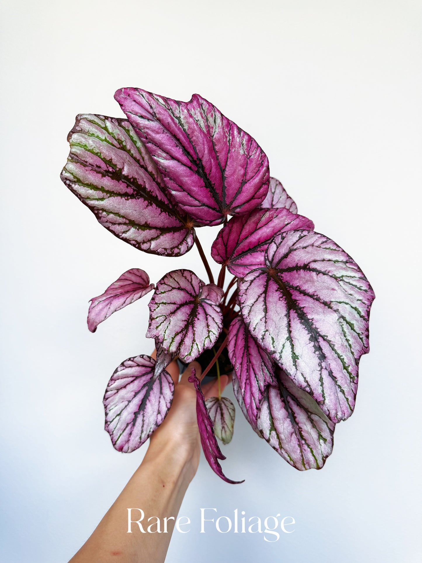 Begonia Rex ‘Hugh McLaughlin’ 4”