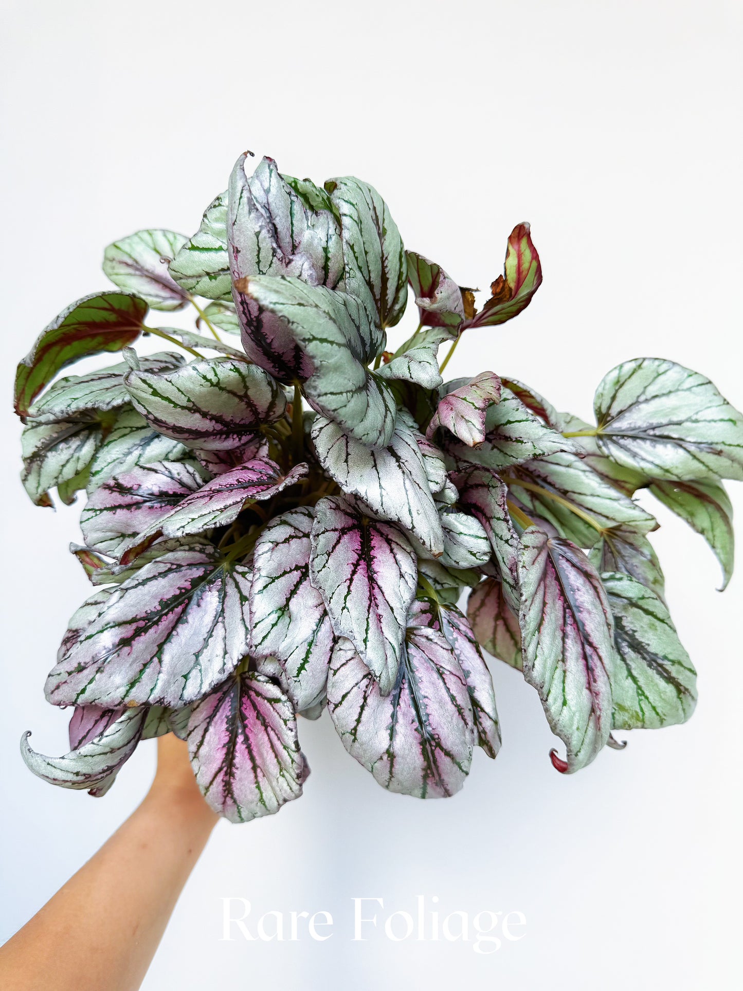Begonia Rex ‘Hugh McLaughlin’ 6"
