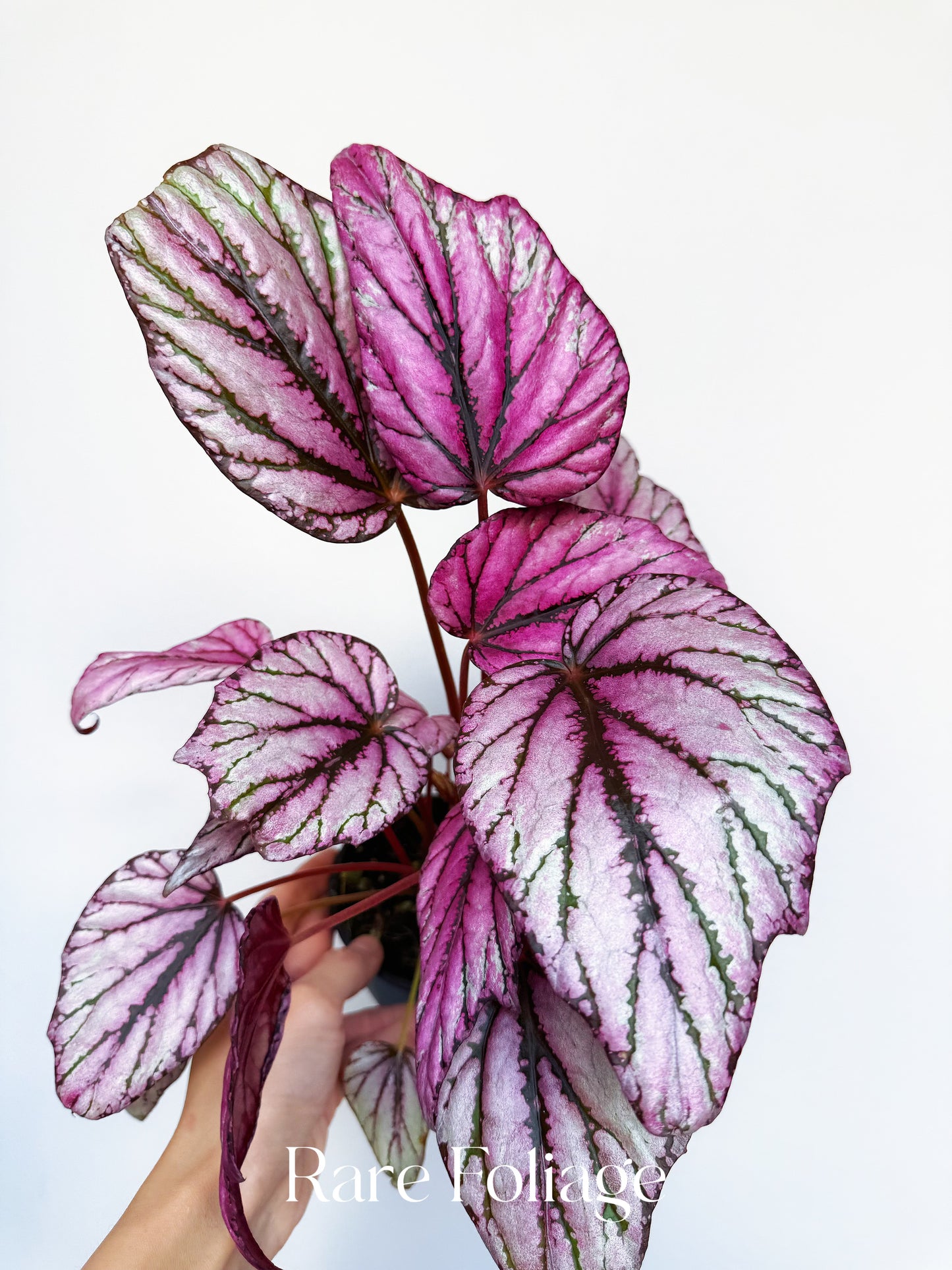 Begonia Rex ‘Hugh McLaughlin’ 4”