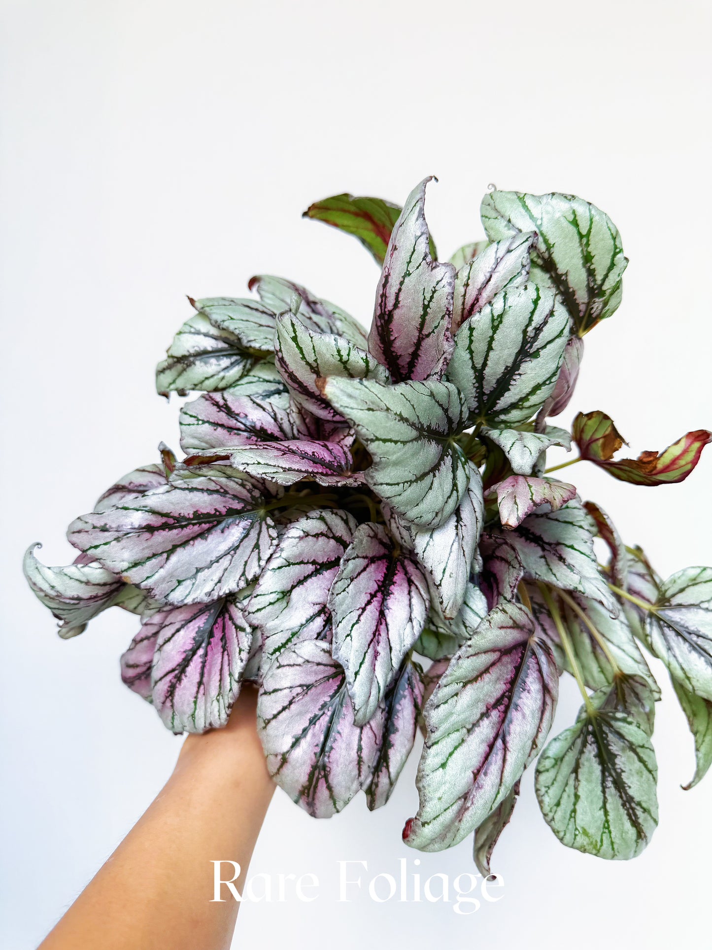 Begonia Rex ‘Hugh McLaughlin’ 6"