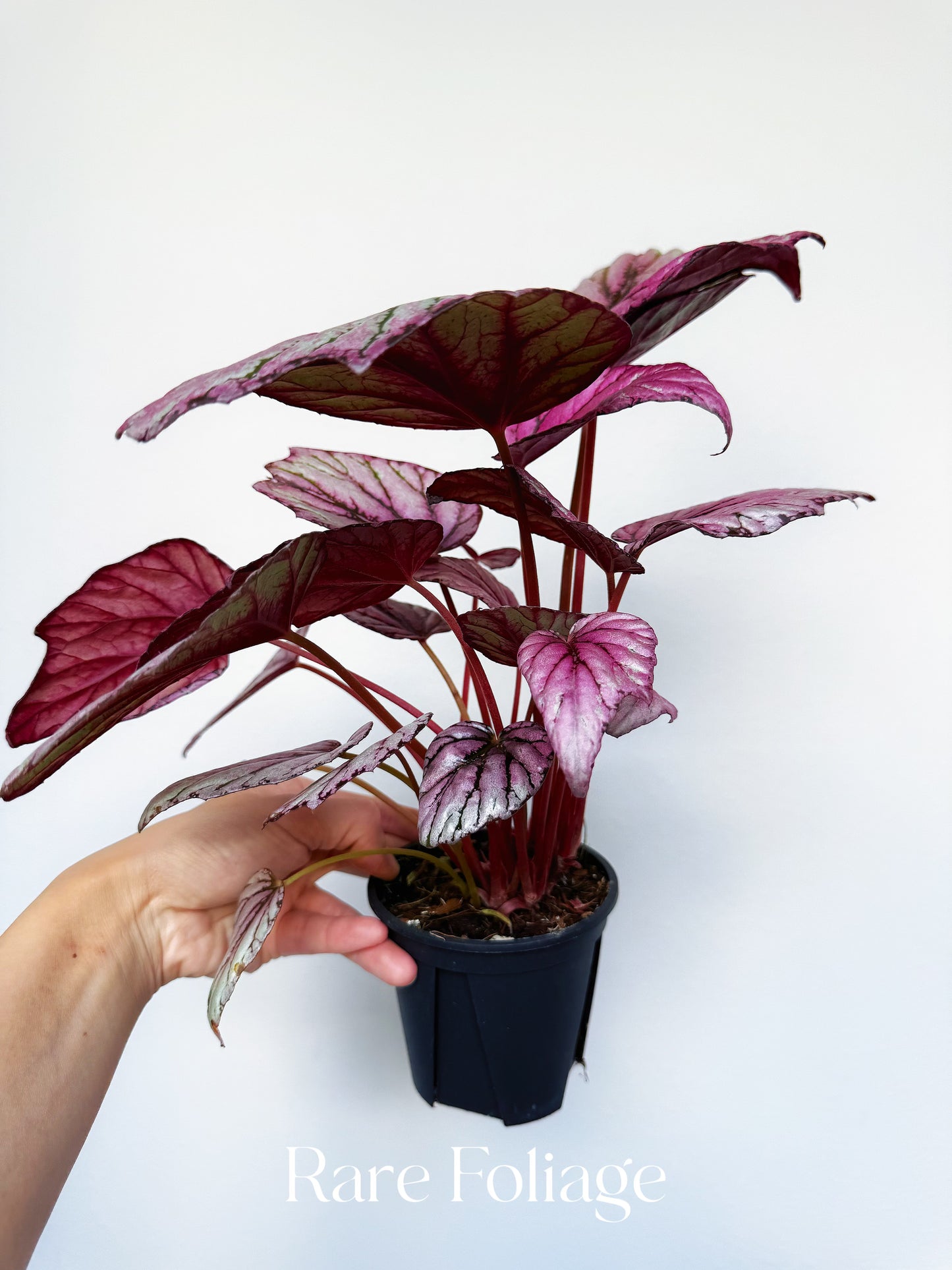 Begonia Rex ‘Hugh McLaughlin’ 4”
