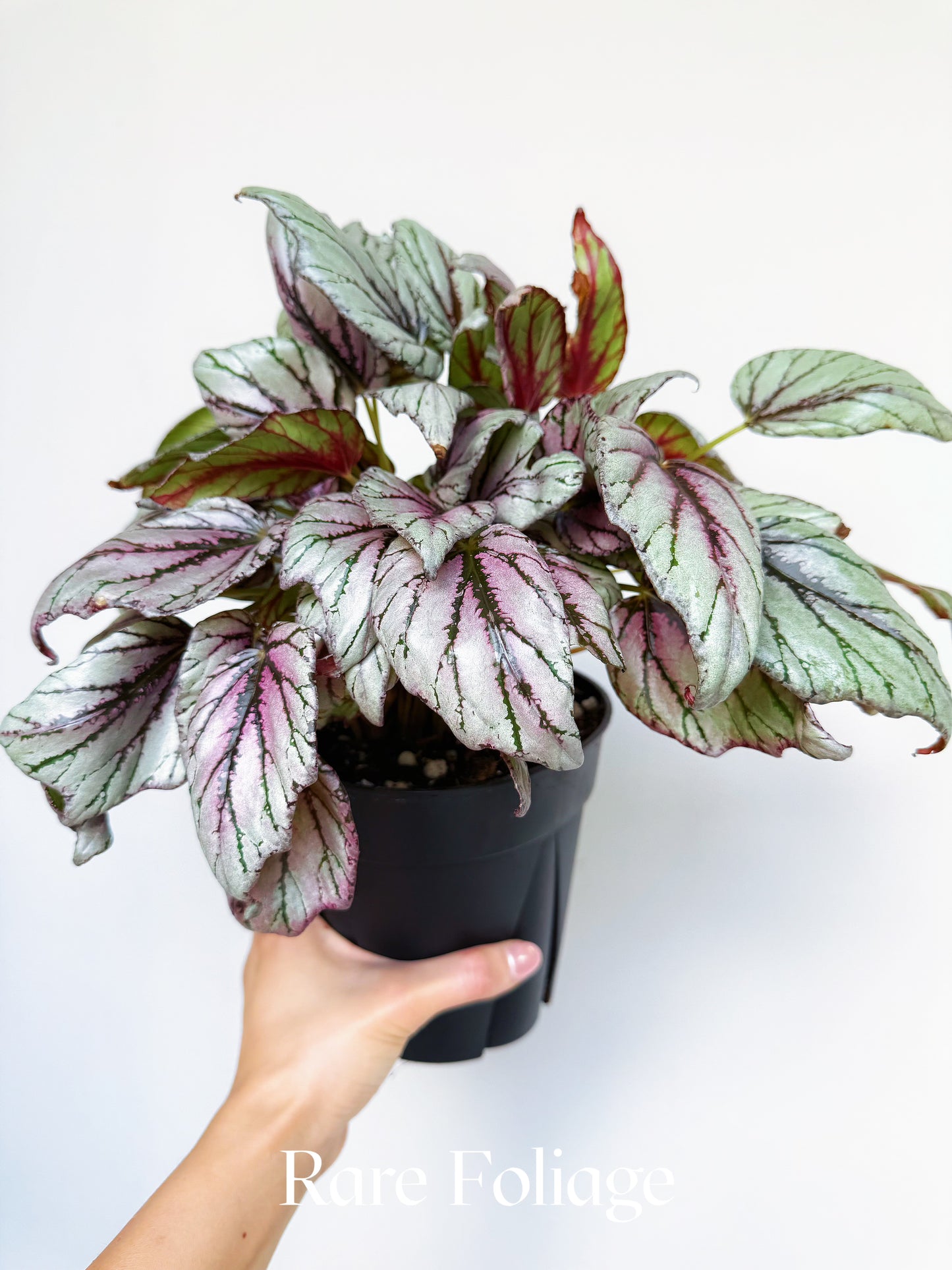 Begonia Rex ‘Hugh McLaughlin’ 6"