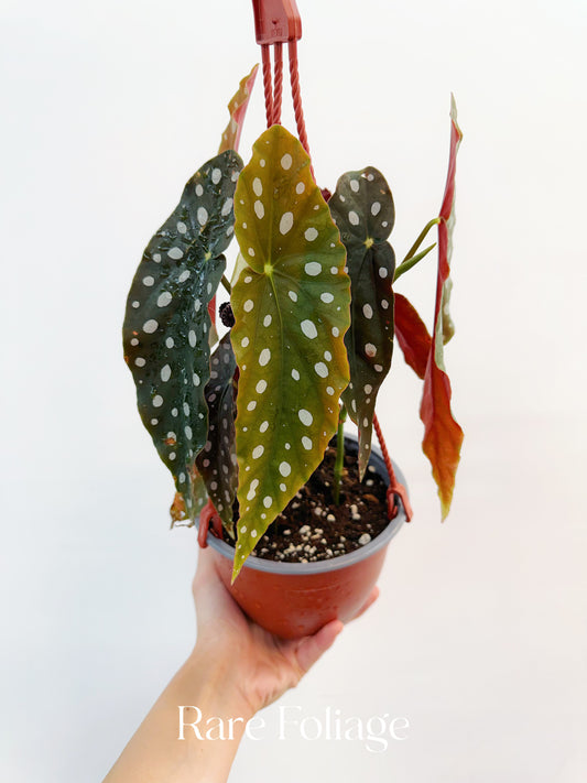 Begonia Maculata 6” Hanging Basket