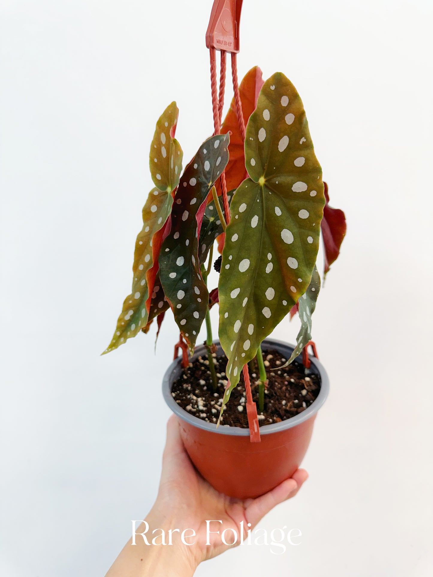 Begonia Maculata 6” Hanging Basket