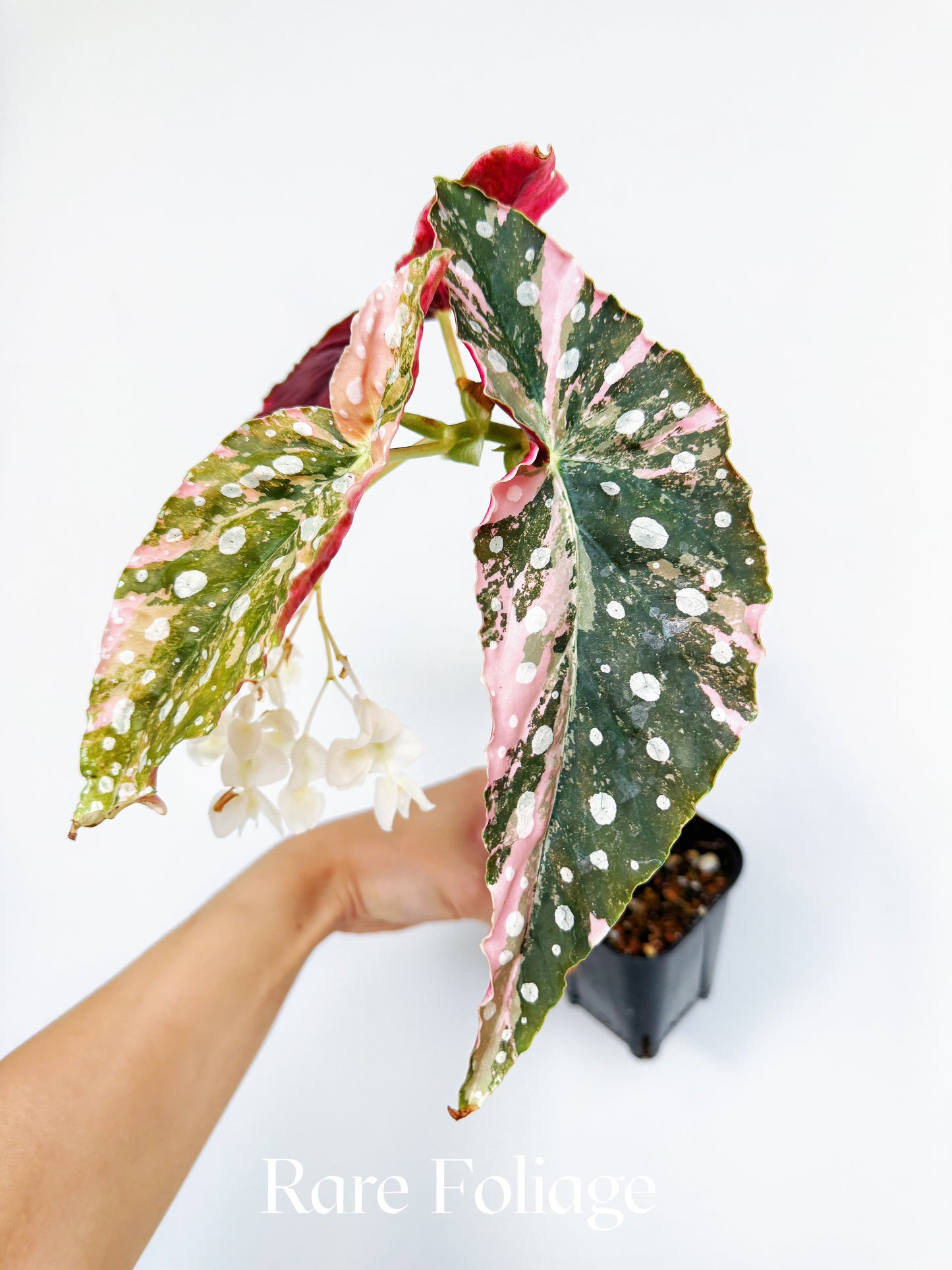 Begonia Maculata Pink Variegated 3” Exact Plant