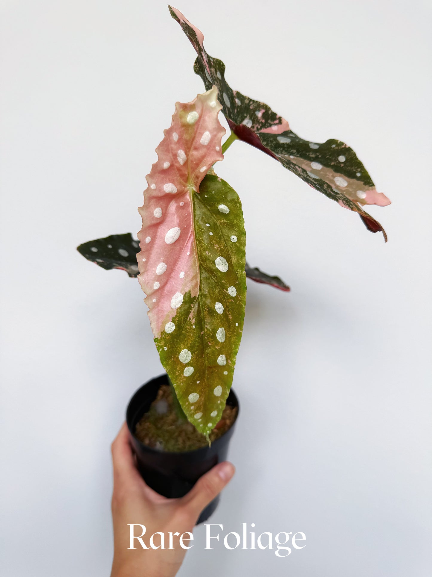 Begonia Maculata Pink Variegated 4” Exact Plant