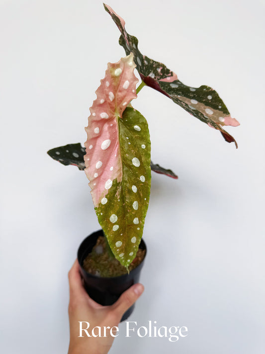 Begonia Maculata Pink Variegated 4” Exact Plant