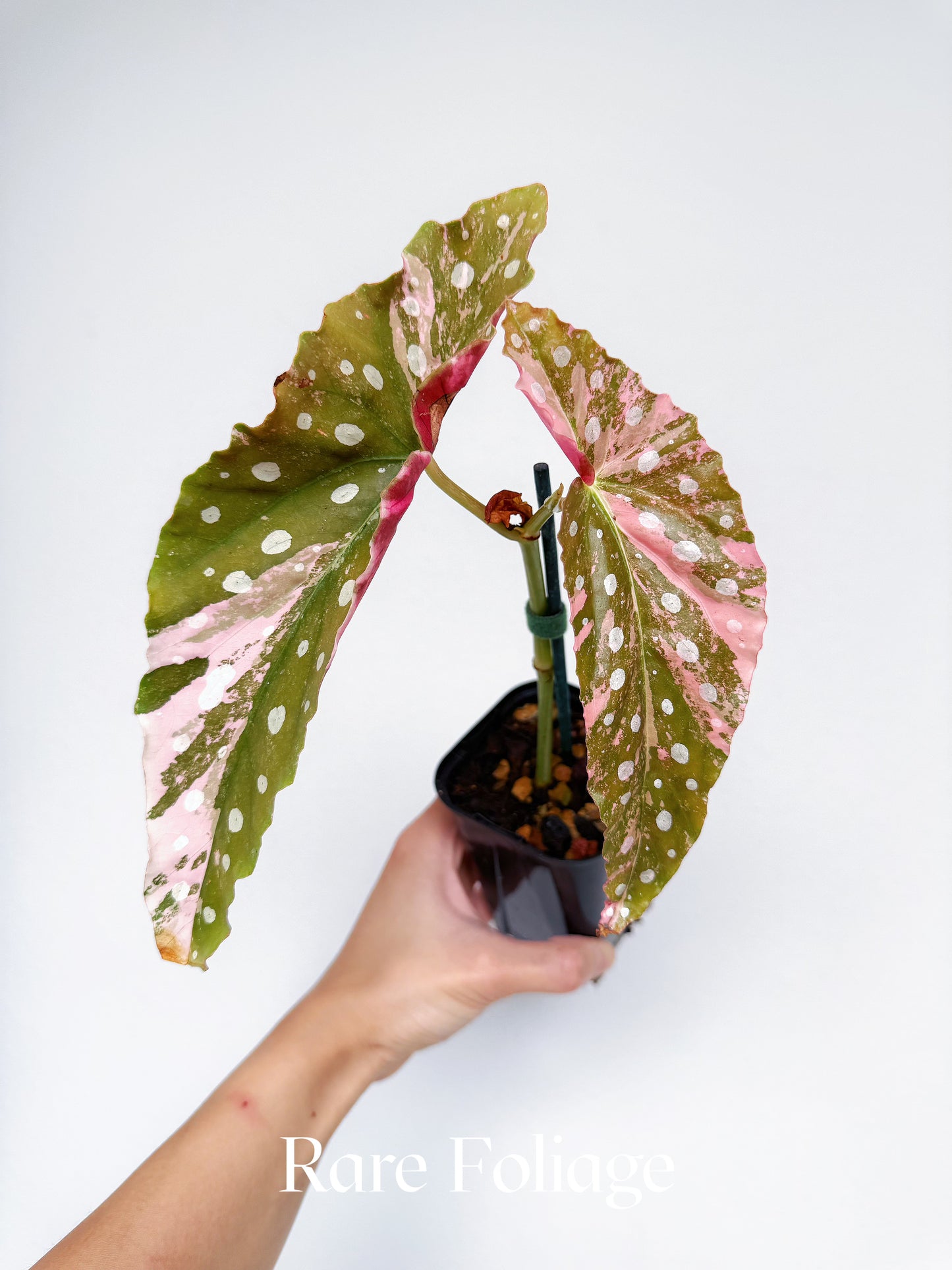 Begonia Maculata Pink Variegated 3” Exact Plant