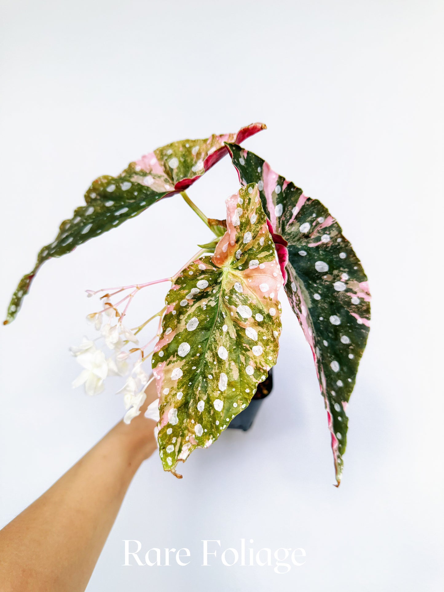 Begonia Maculata Pink Variegated 3” Exact Plant
