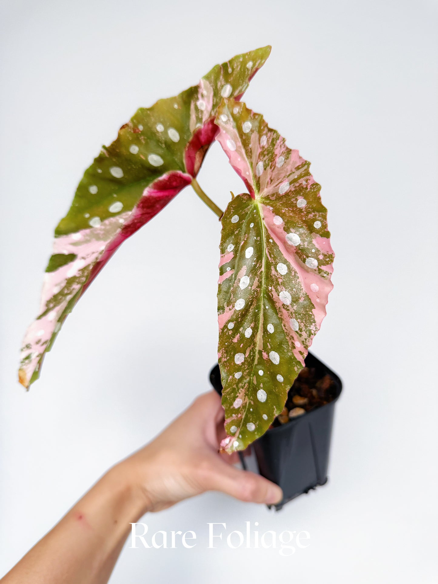 Begonia Maculata Pink Variegated 3” Exact Plant