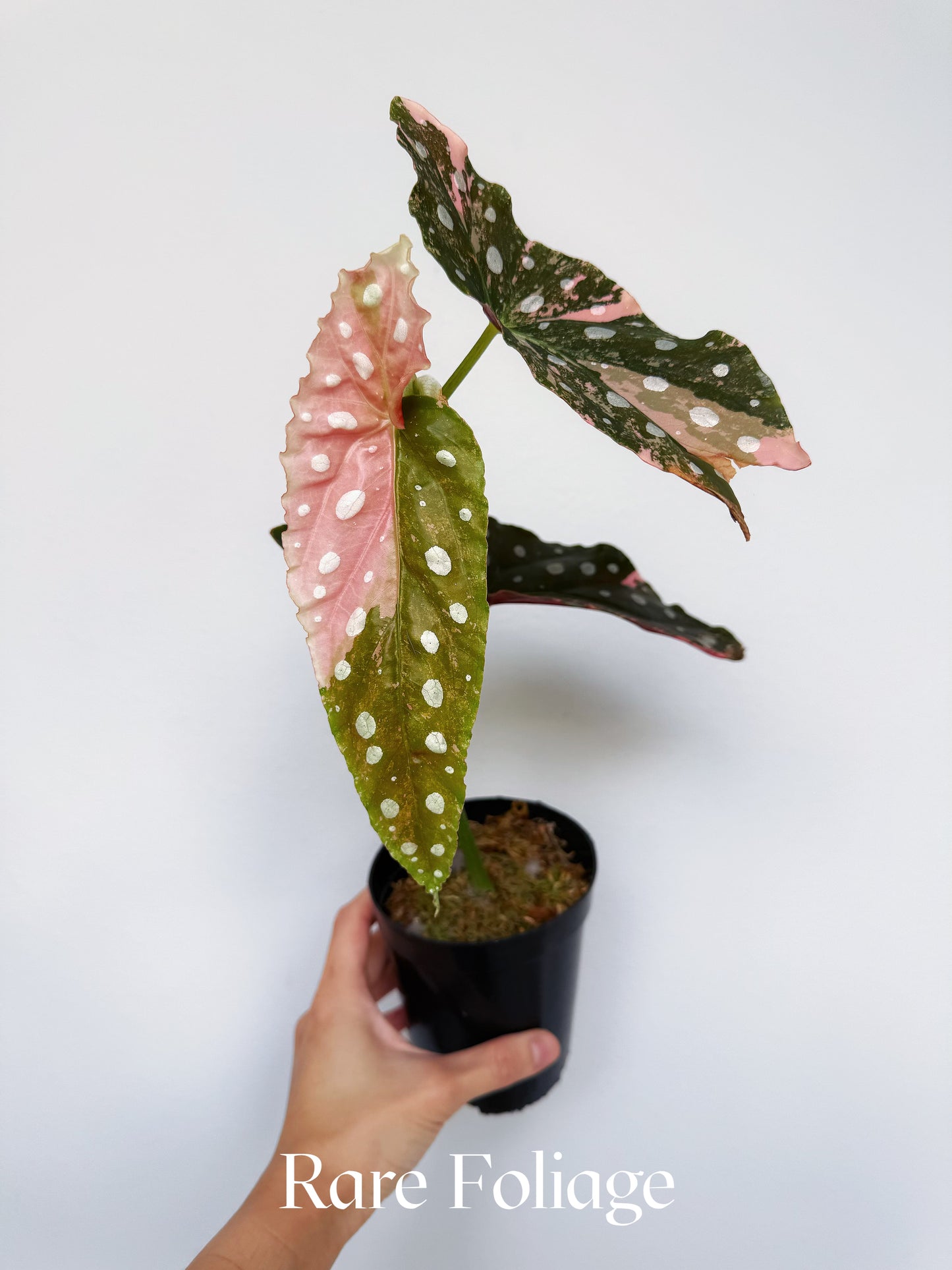 Begonia Maculata Pink Variegated 4” Exact Plant