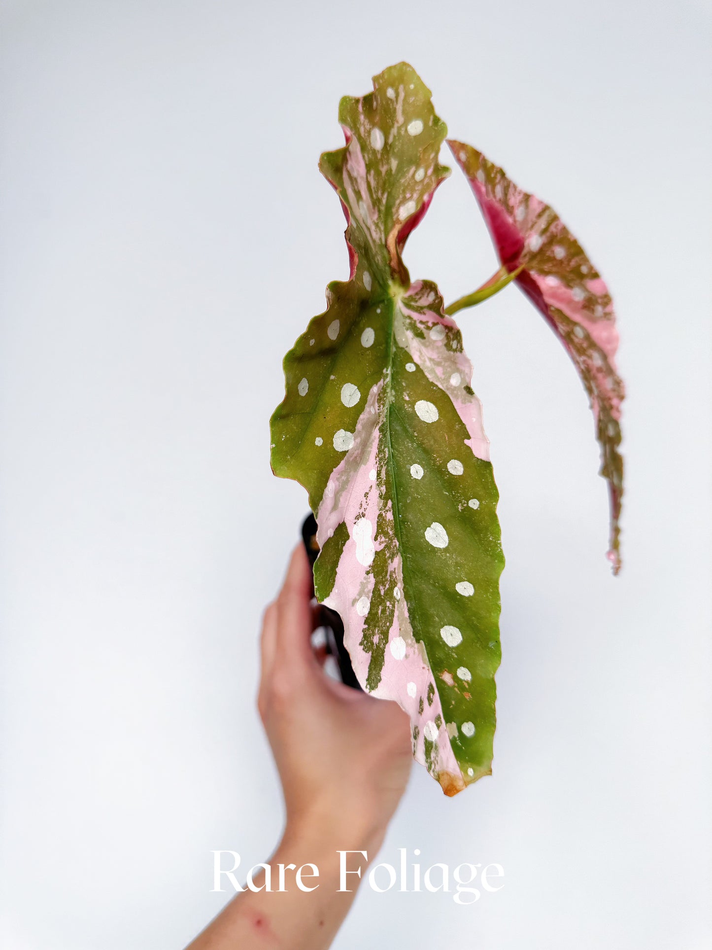 Begonia Maculata Pink Variegated 3” Exact Plant