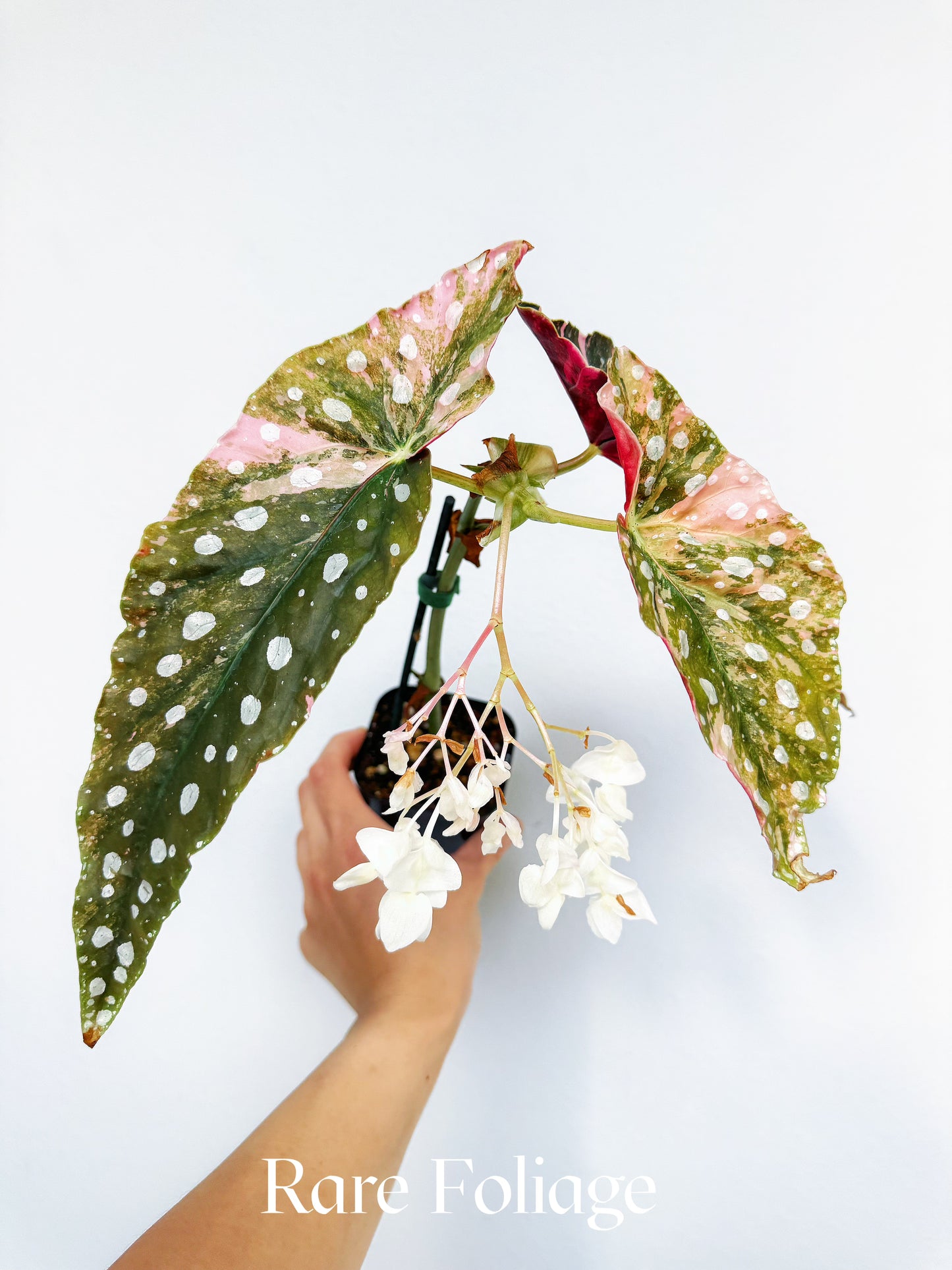Begonia Maculata Pink Variegated 3” Exact Plant