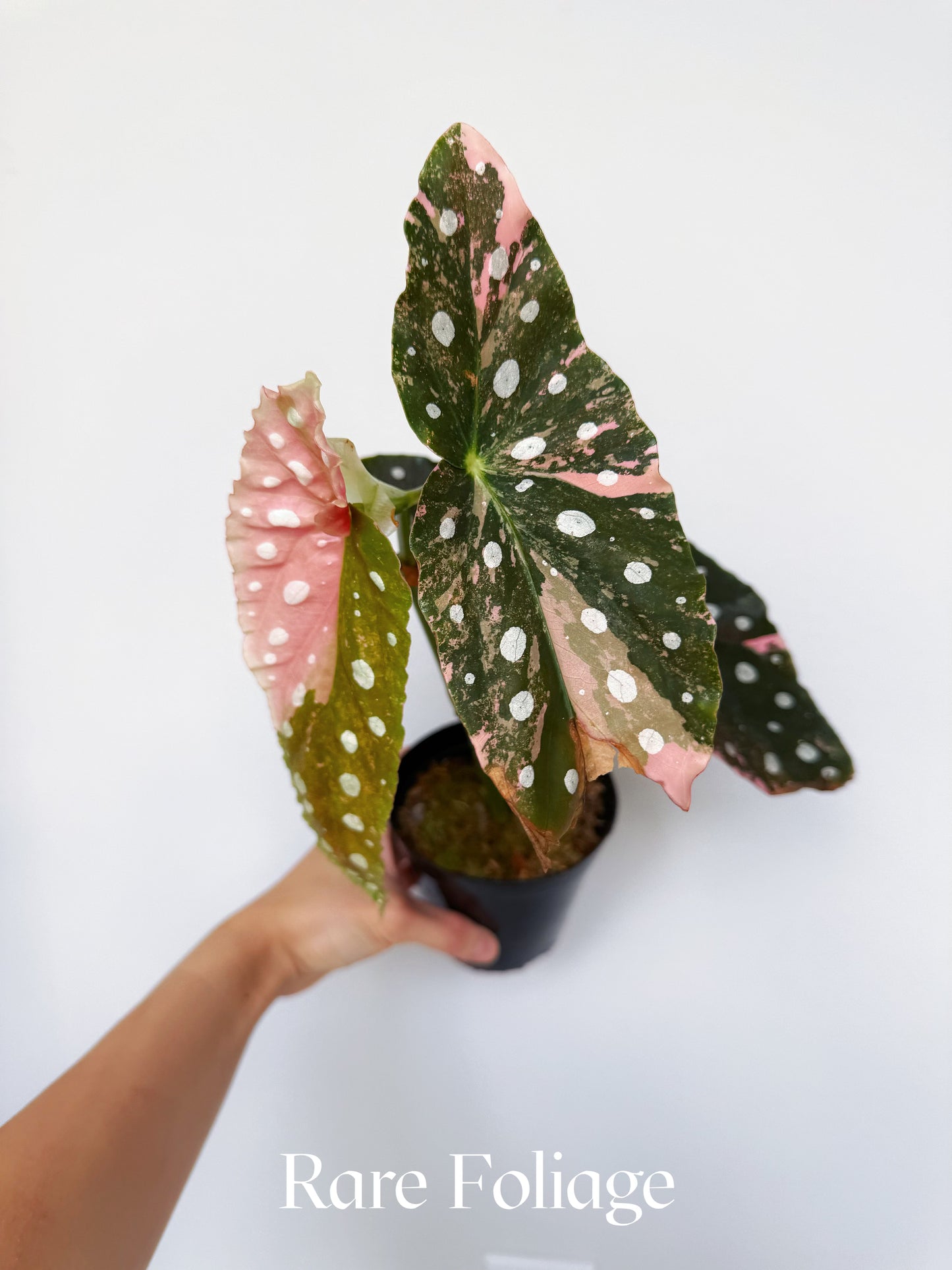 Begonia Maculata Pink Variegated 4” Exact Plant