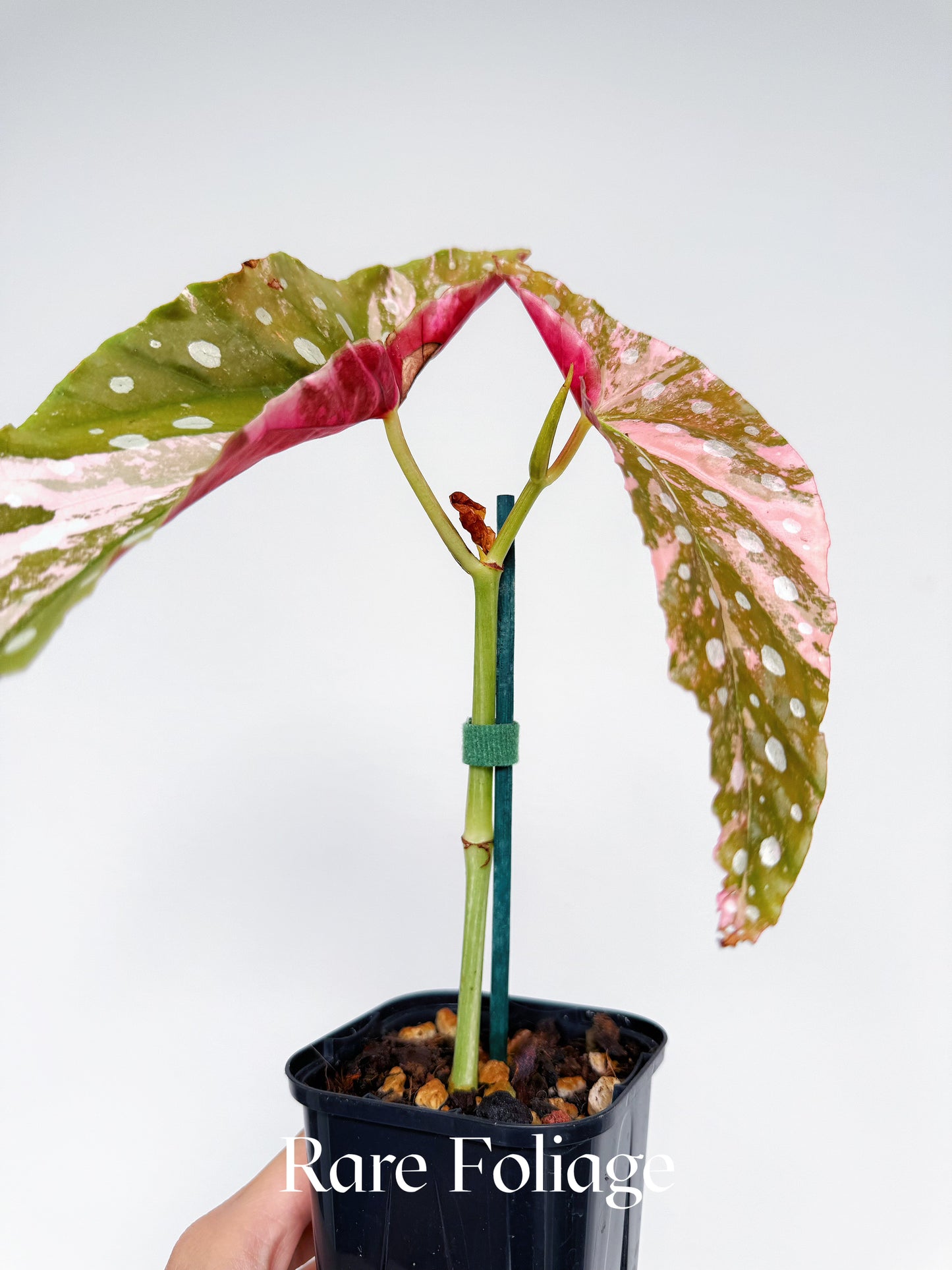 Begonia Maculata Pink Variegated 3” Exact Plant