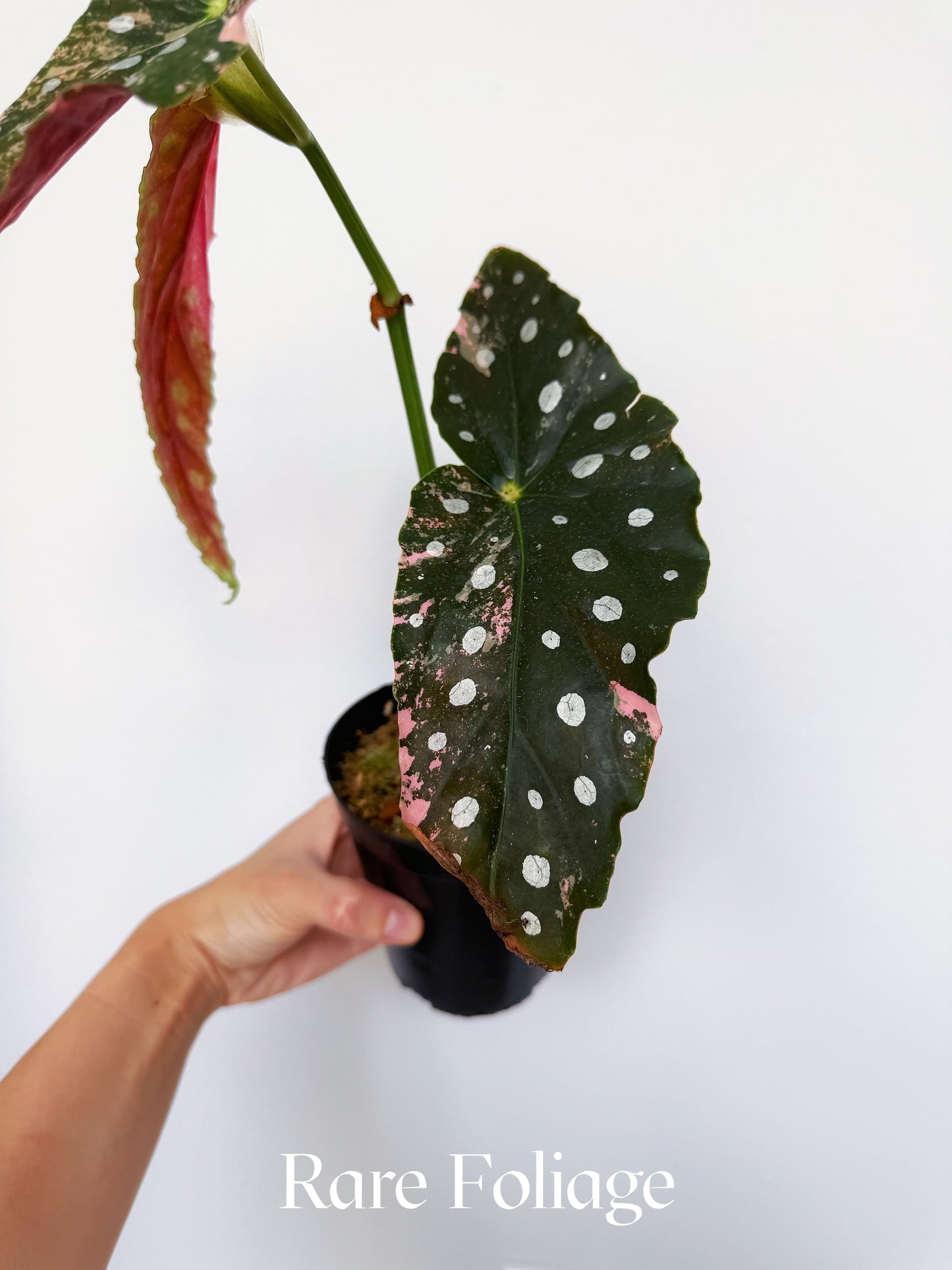 Begonia Maculata Pink Variegated 4” Exact Plant
