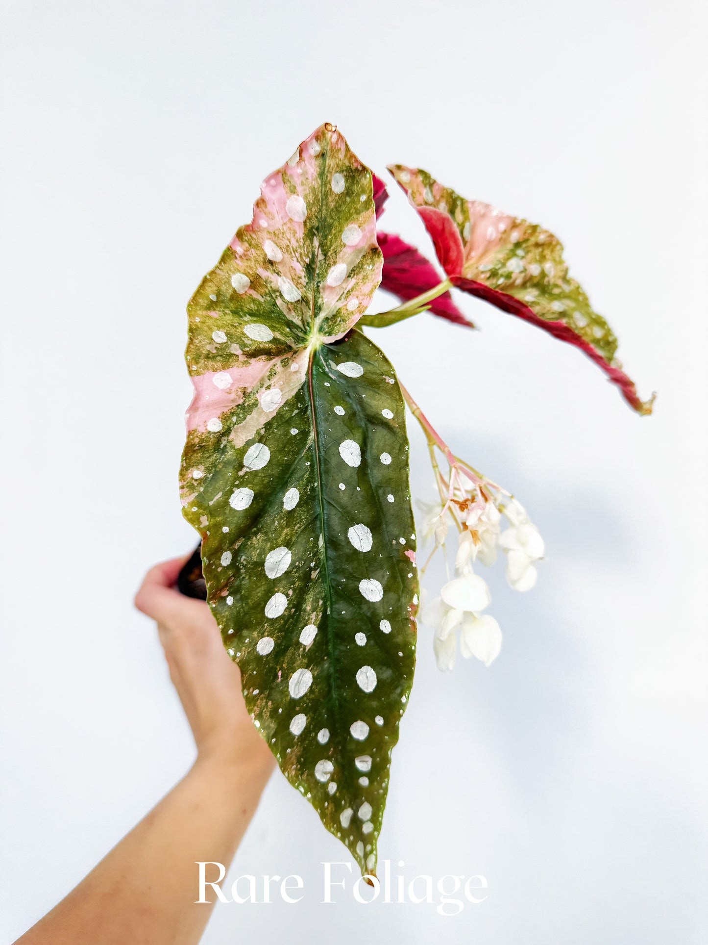 Begonia Maculata Pink Variegated 3” Exact Plant