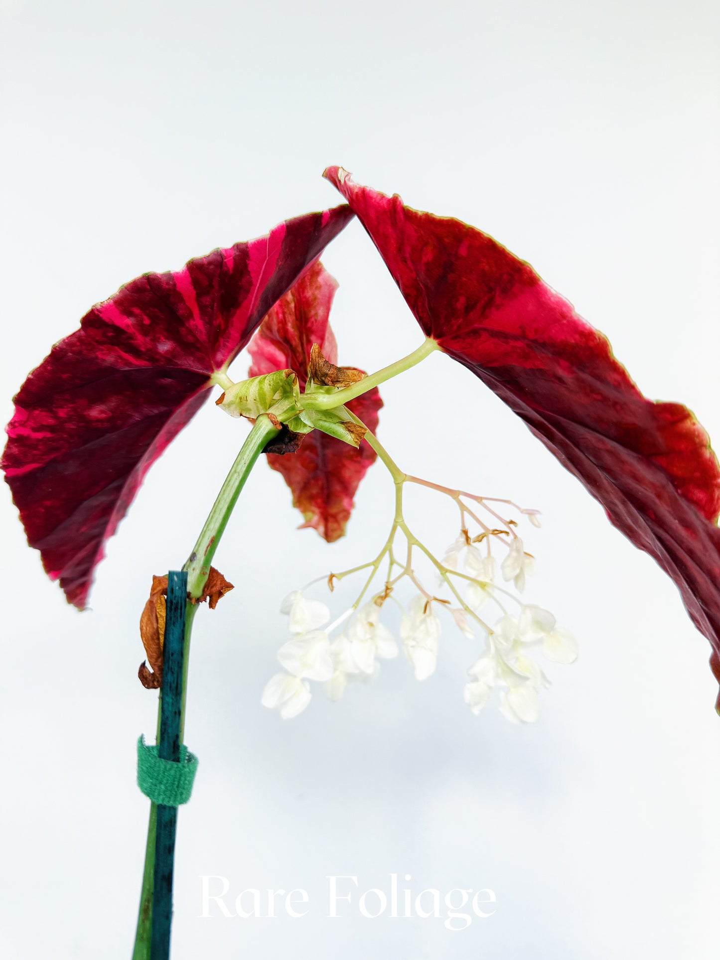Begonia Maculata Pink Variegated 3” Exact Plant