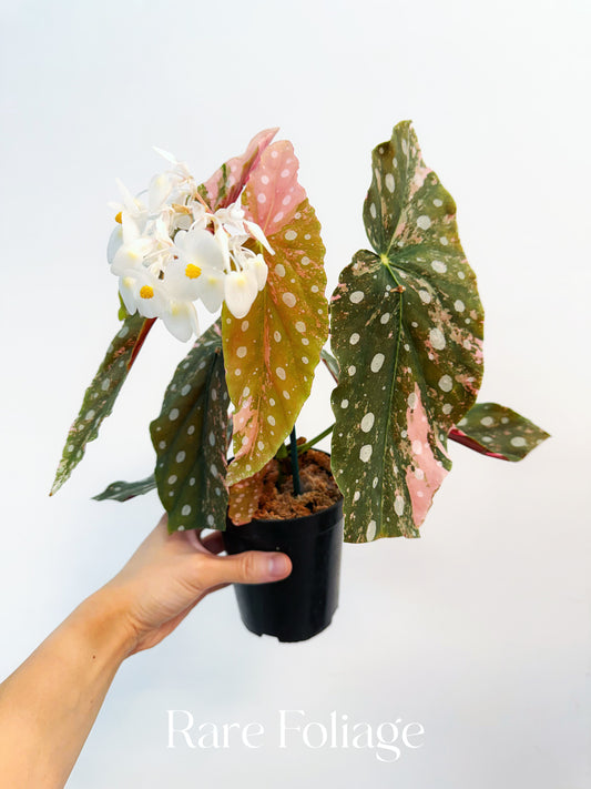 Begonia Maculata Pink Variegated 4” Exact Plant