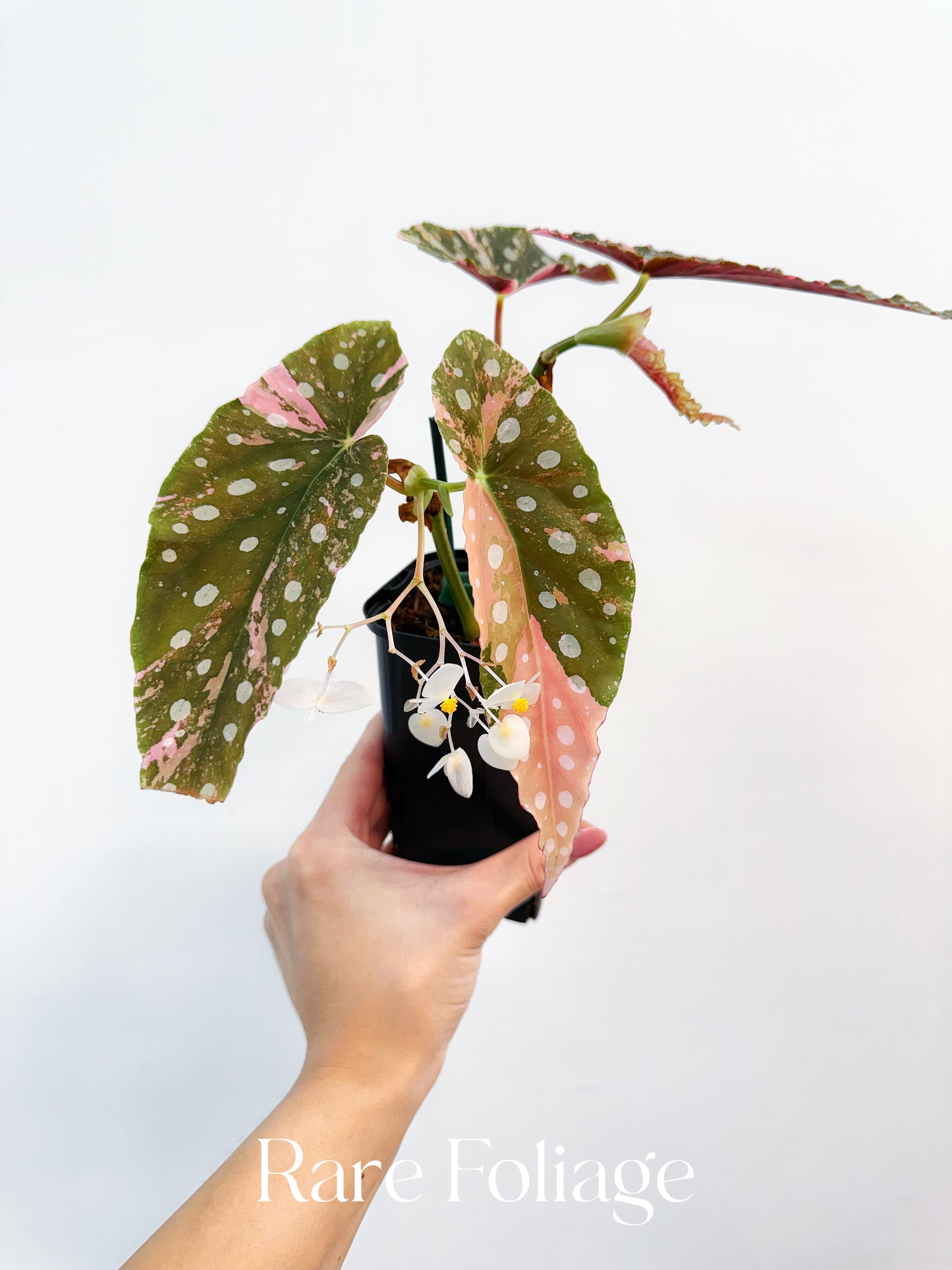 Begonia Maculata Pink Variegated 4” Exact Plant