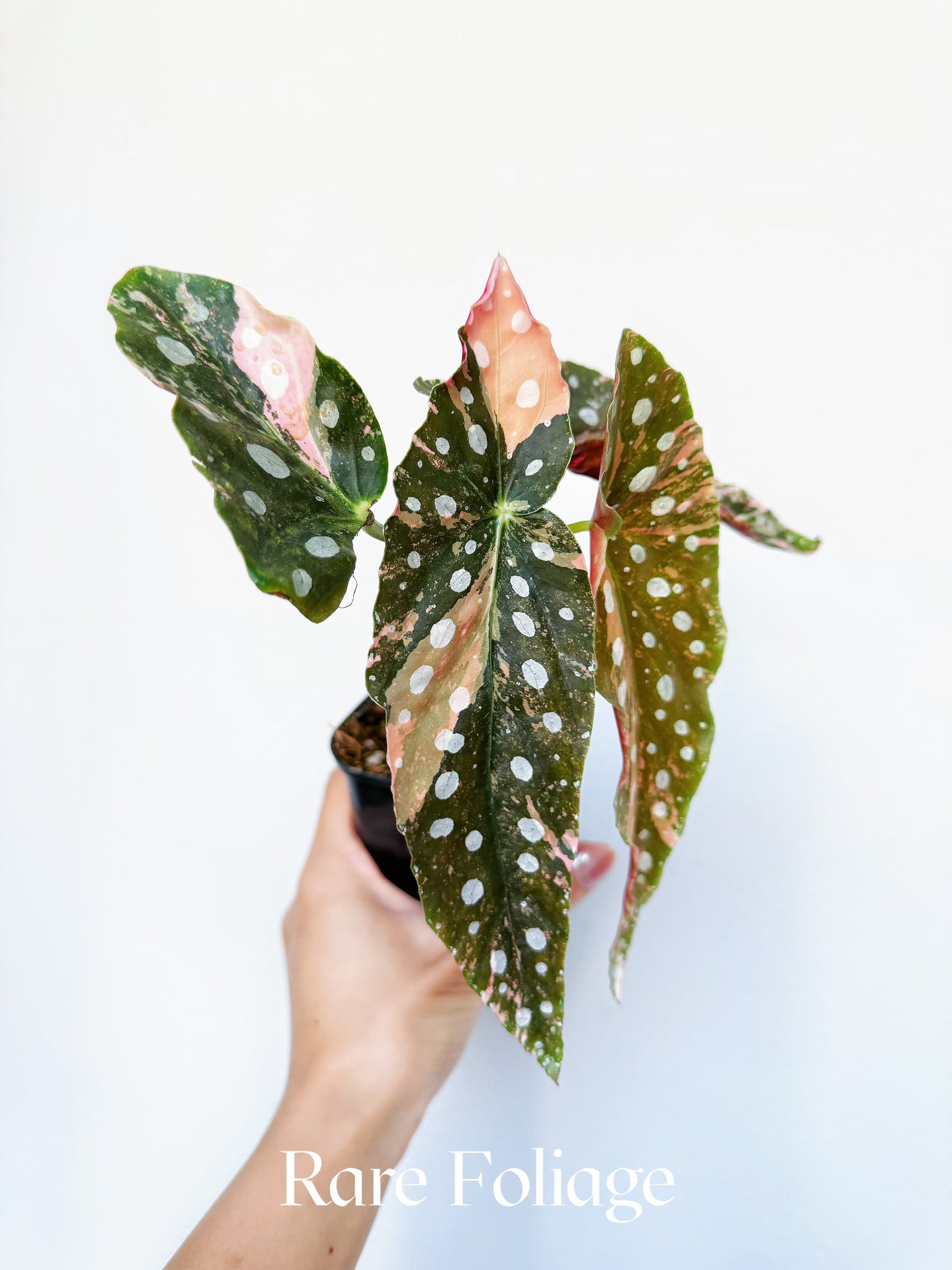 Begonia Maculata Pink Variegated 4” Exact Plant