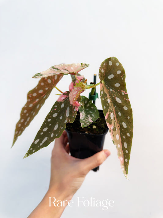Begonia Maculata Pink Variegated 4” Exact Plant