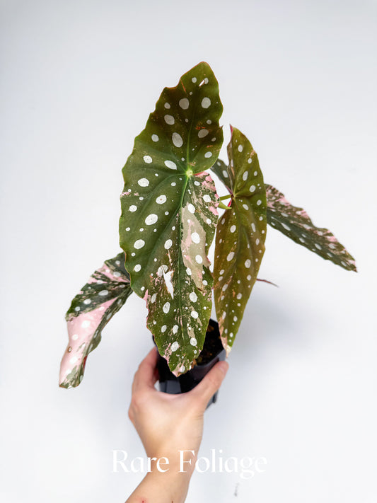 Begonia Maculata Pink Variegated 3” Exact Plant