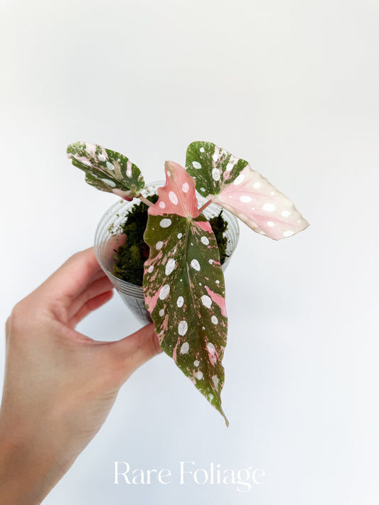 Begonia Maculata Pink Variegated 3” Exact Plant