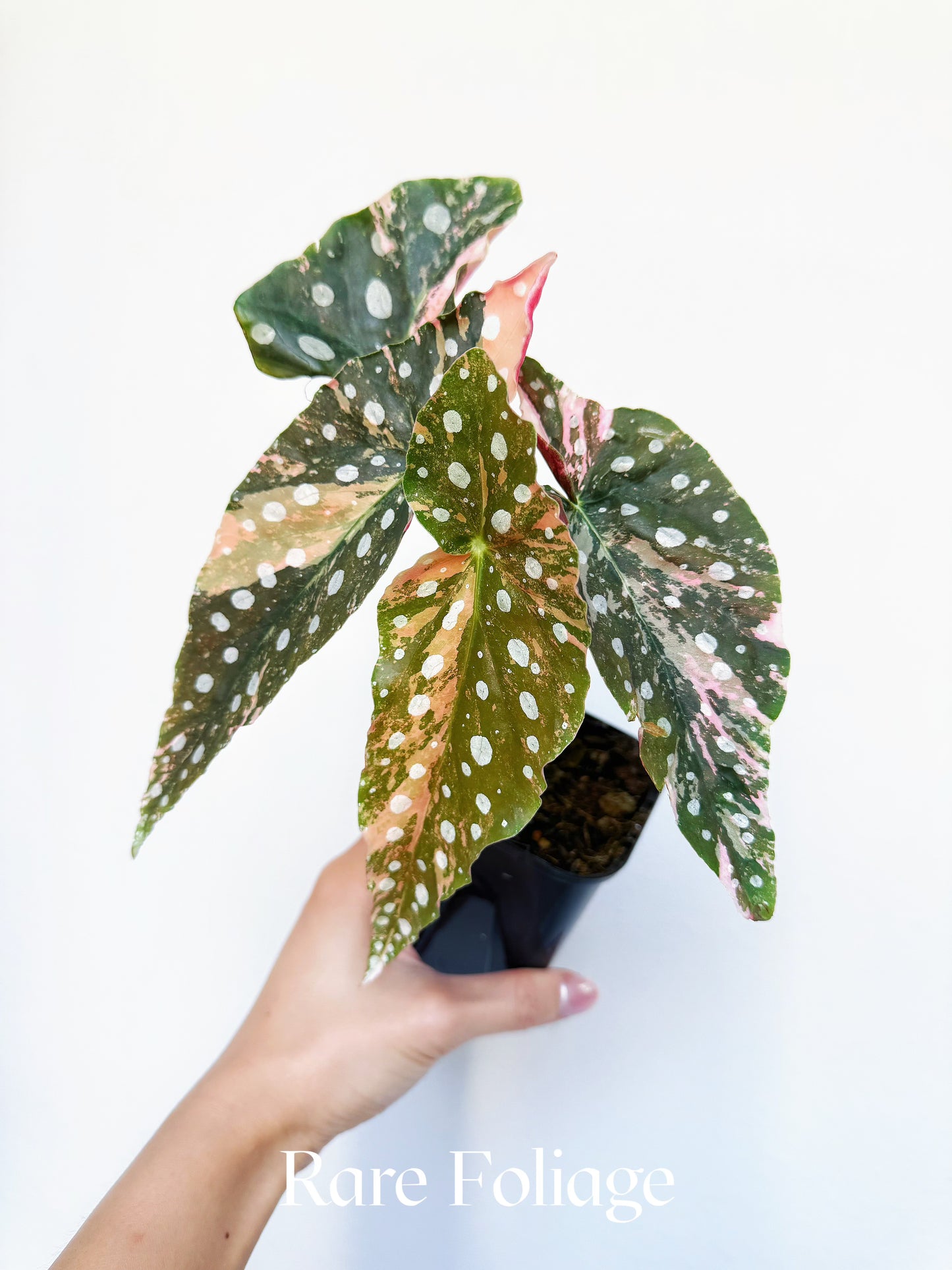 Begonia Maculata Pink Variegated 4” Exact Plant