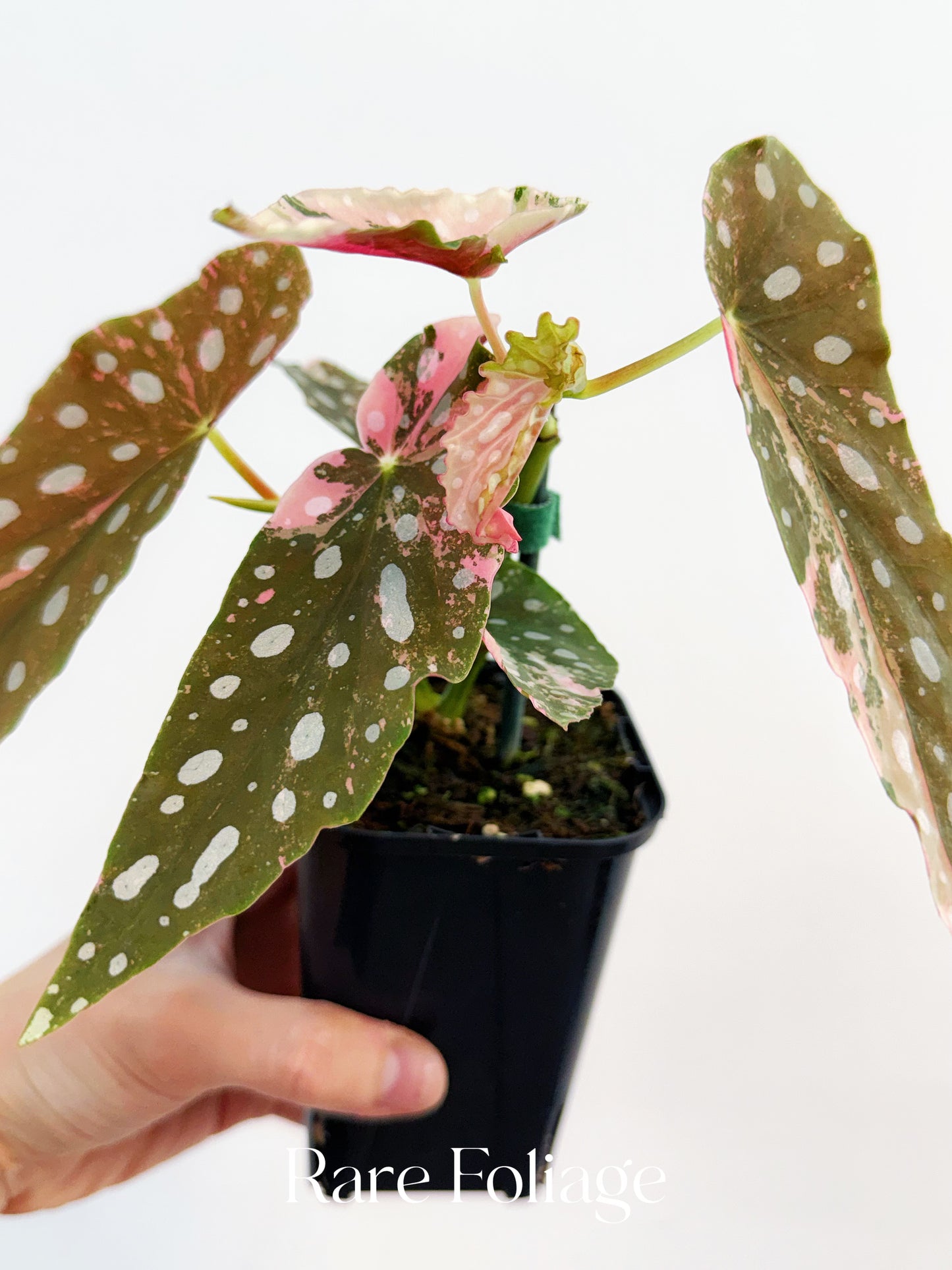Begonia Maculata Pink Variegated 4” Exact Plant