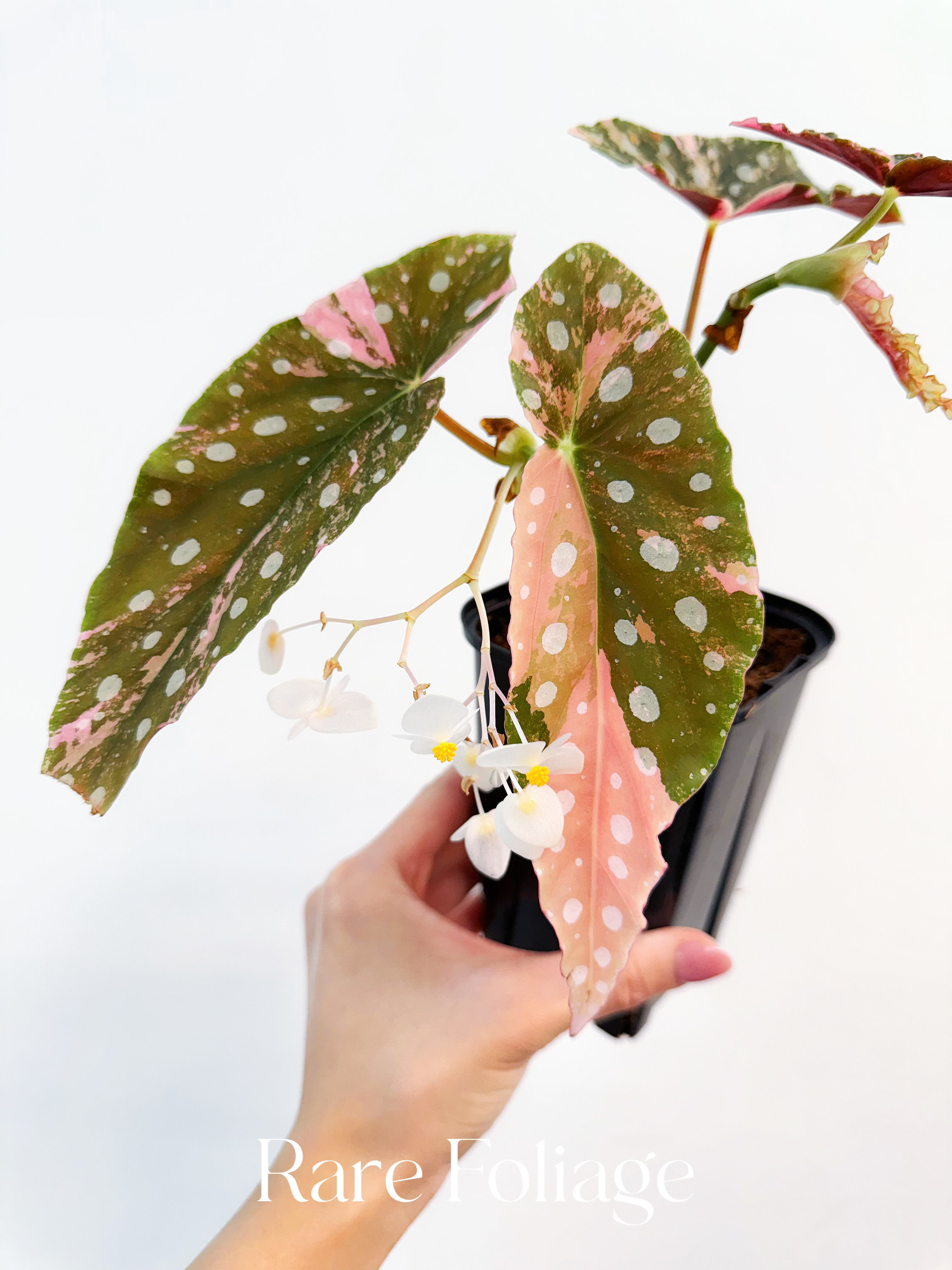 ベゴニア　マクラータ　ピンク　斑入り Begonia maculata 'Pink Variegated' 世界的に大人気なベゴニア