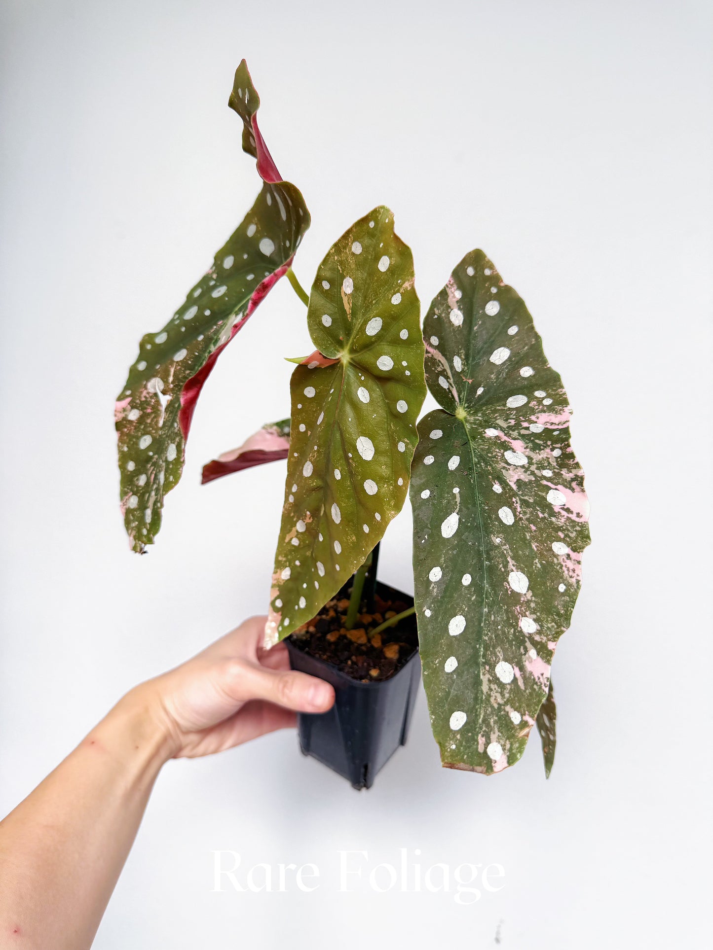 Begonia Maculata Pink Variegated 3” Exact Plant