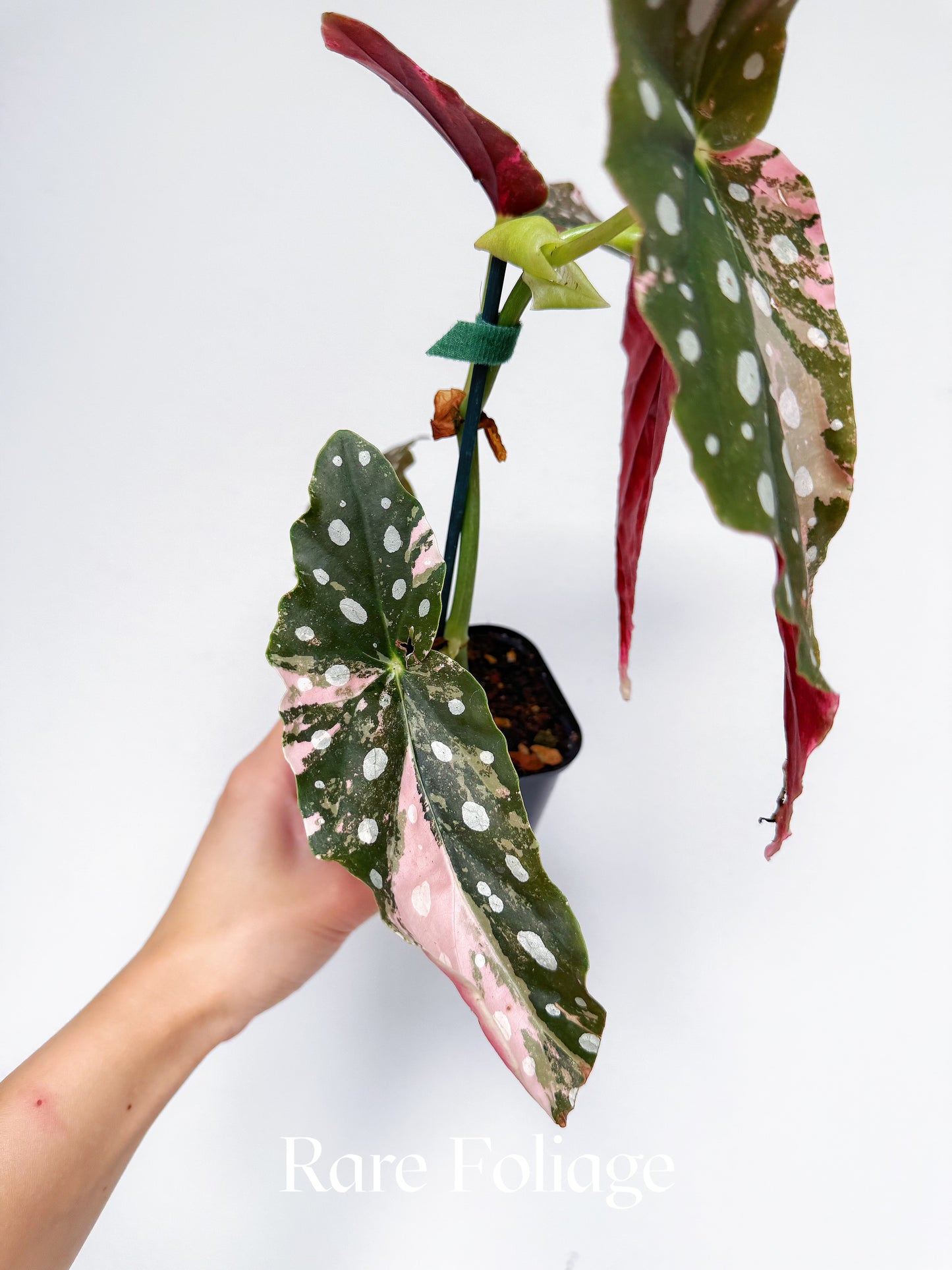 Begonia Maculata Pink Variegated 3” Exact Plant