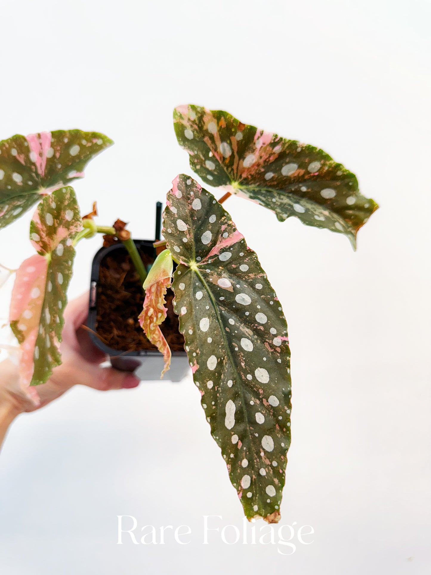 Begonia Maculata Pink Variegated 4” Exact Plant