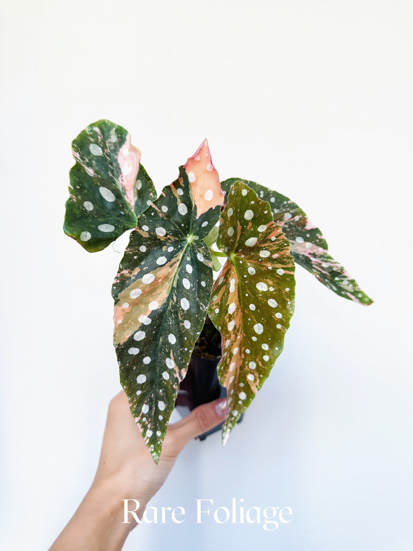 Begonia Maculata Pink Variegated 4” Exact Plant