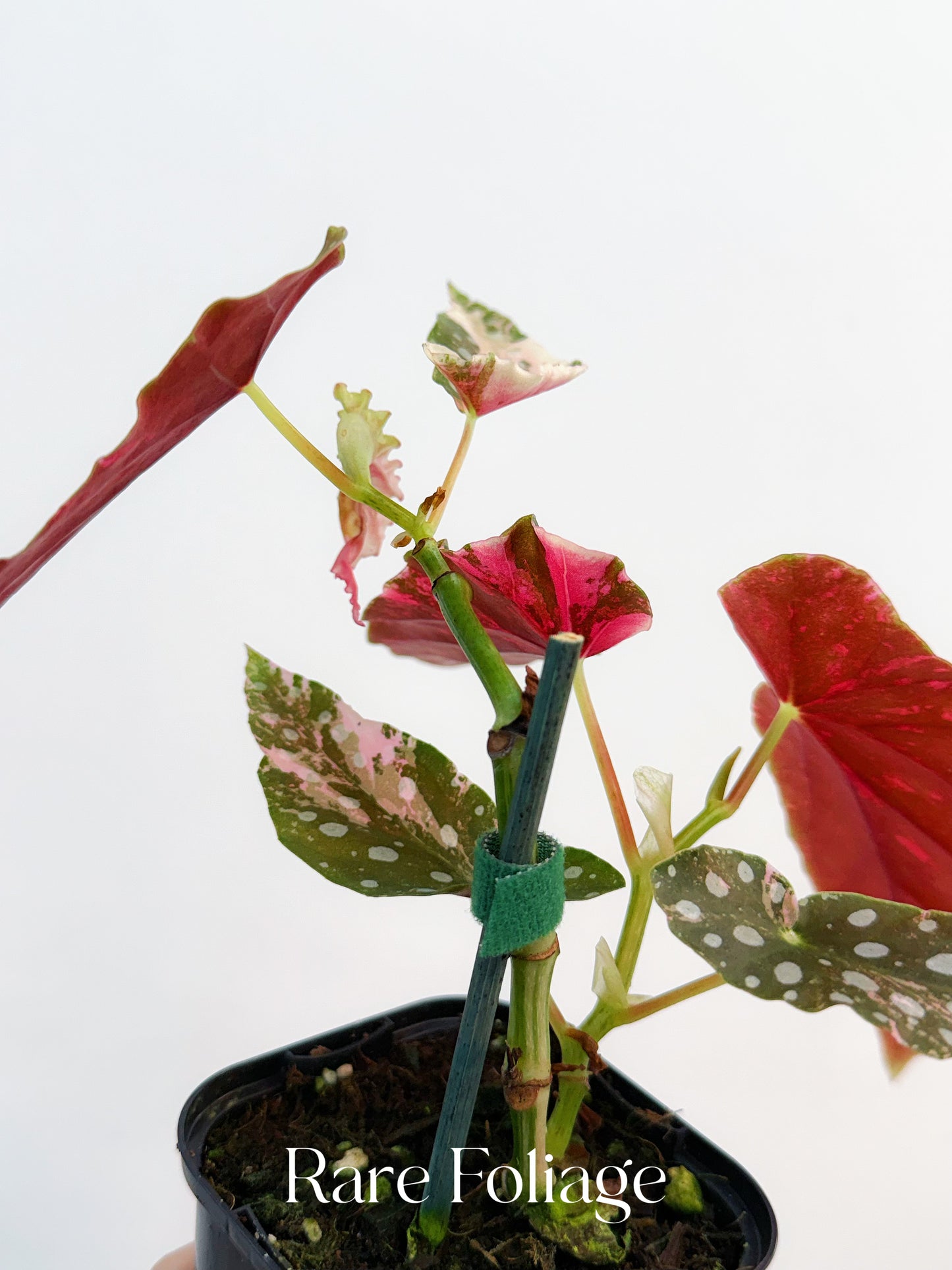 Begonia Maculata Pink Variegated 4” Exact Plant