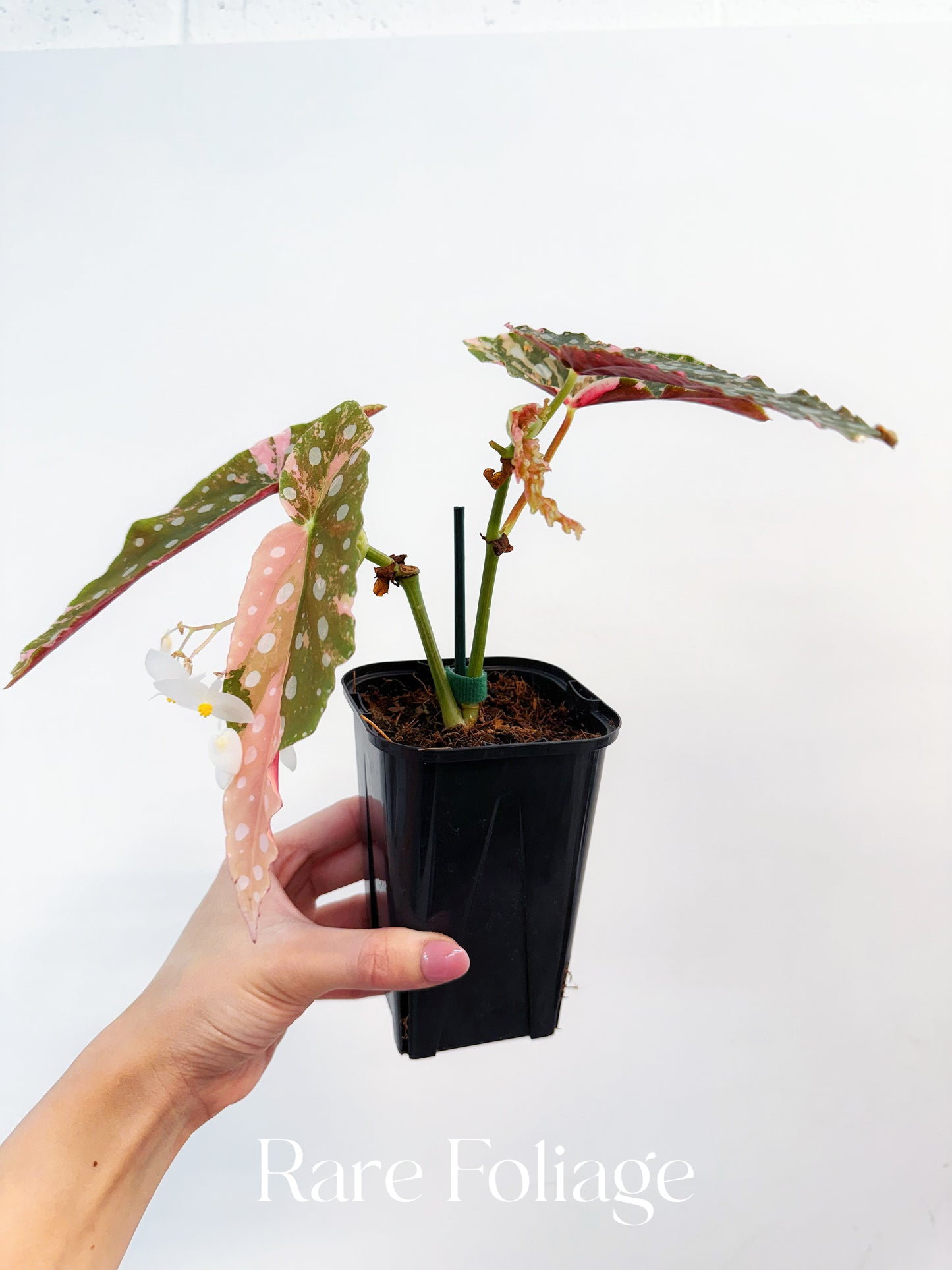 Begonia Maculata Pink Variegated 4” Exact Plant