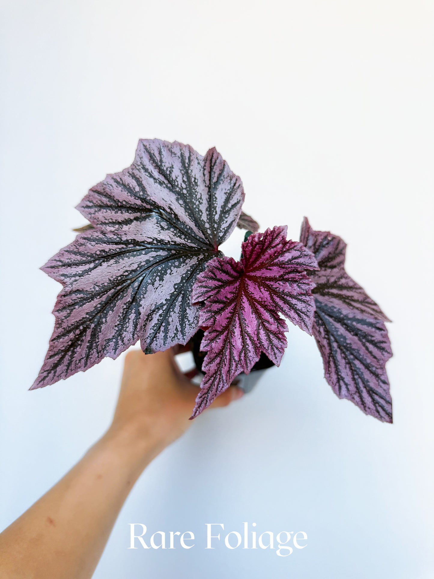 Begonia Pink Minx 4"