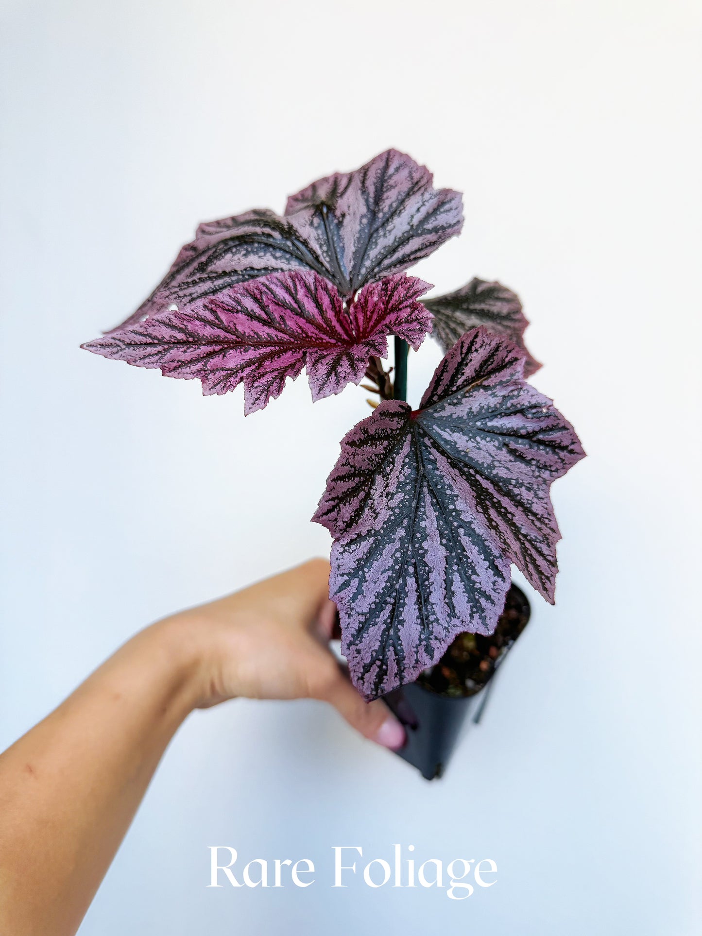 Begonia Pink Minx 4"
