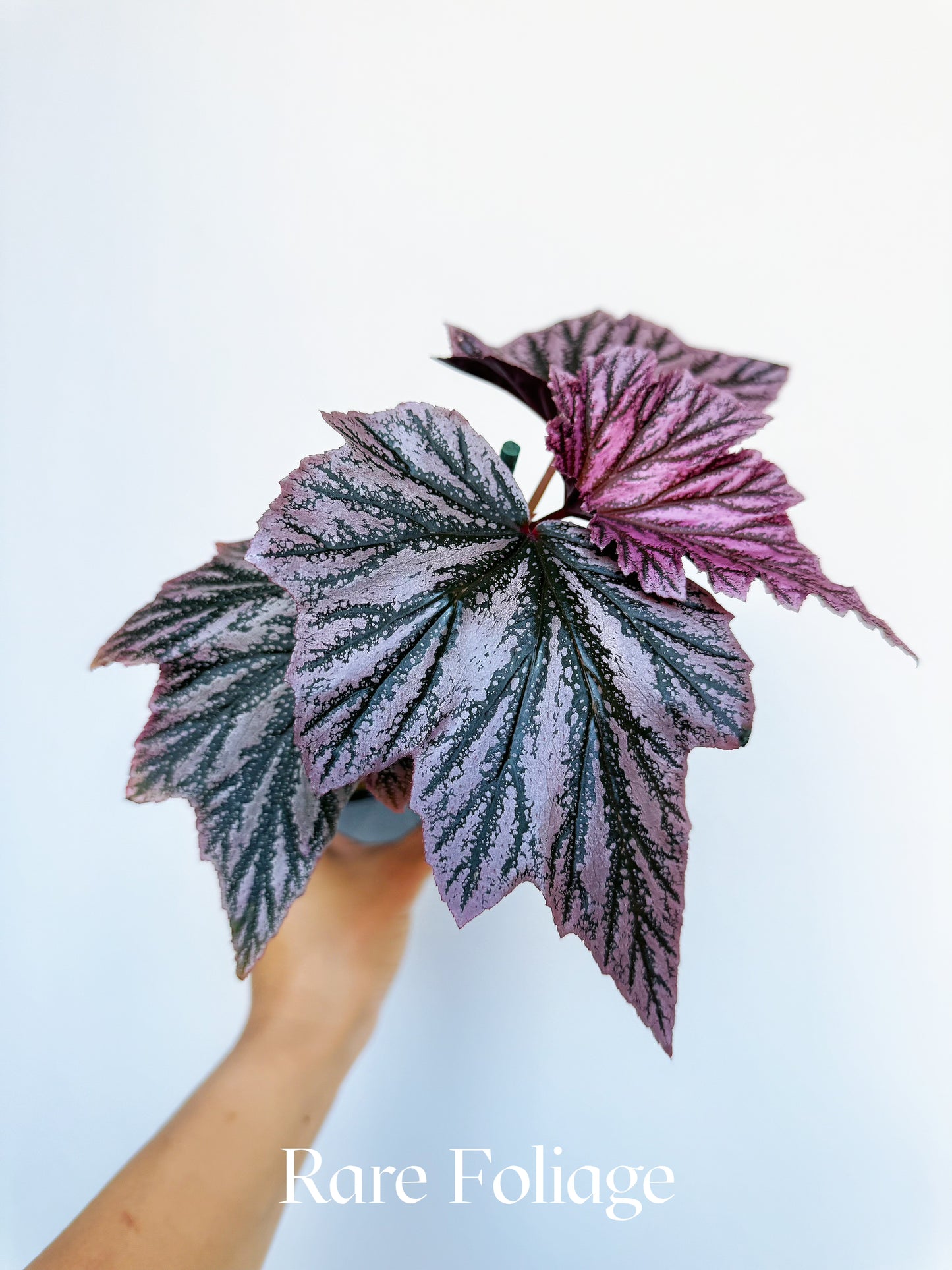 Begonia Pink Minx 4"