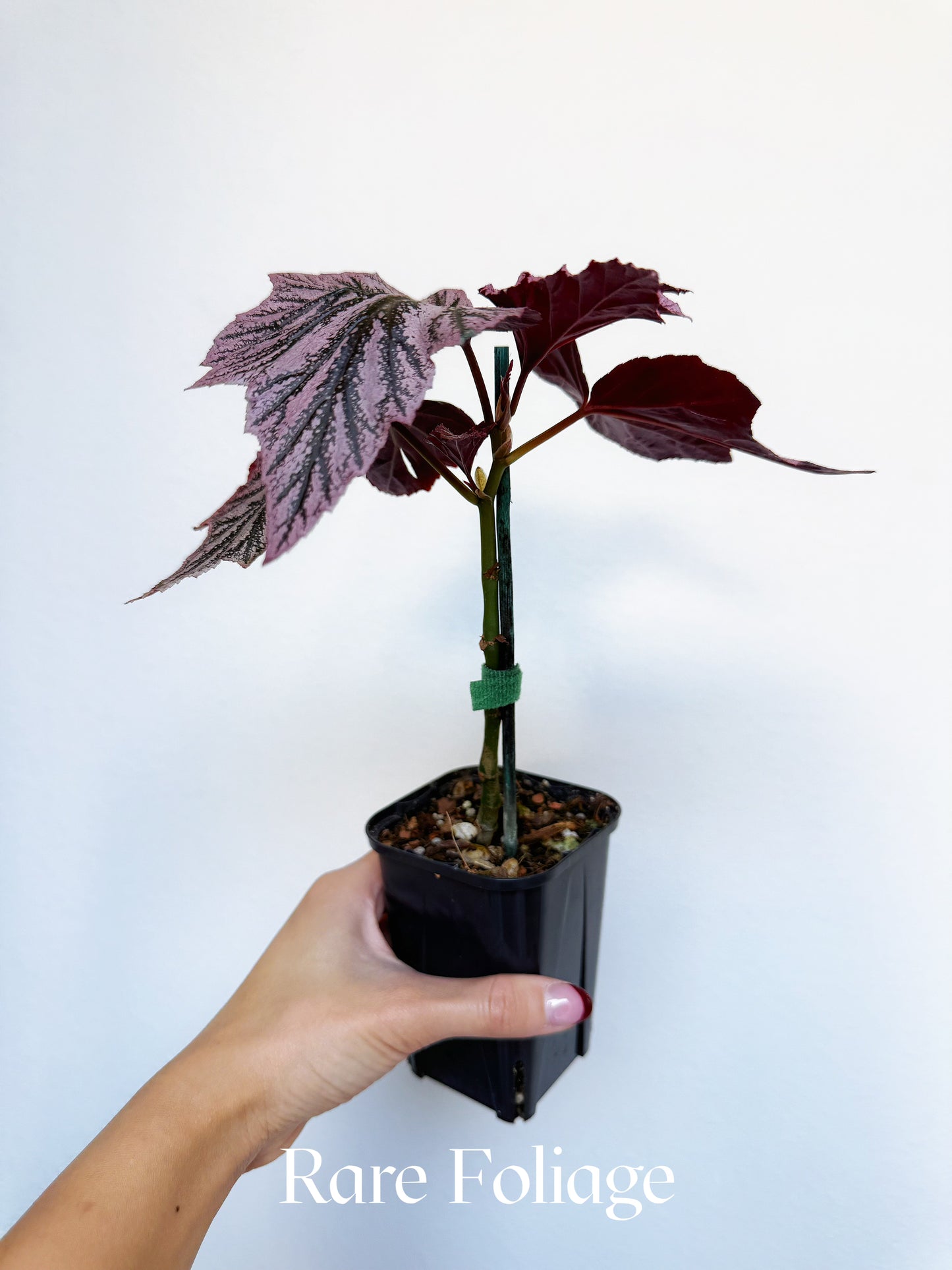 Begonia Pink Minx 4"