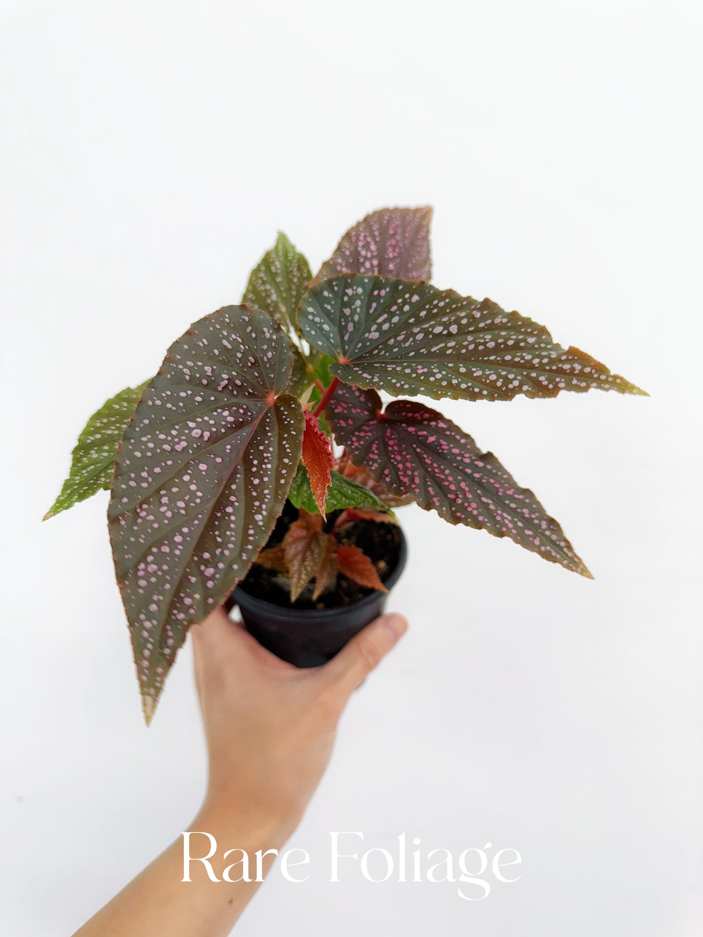 Begonia Maculata Pink Spot 4”