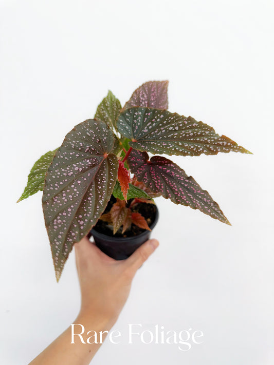 Begonia Maculata Pink Spot 4”