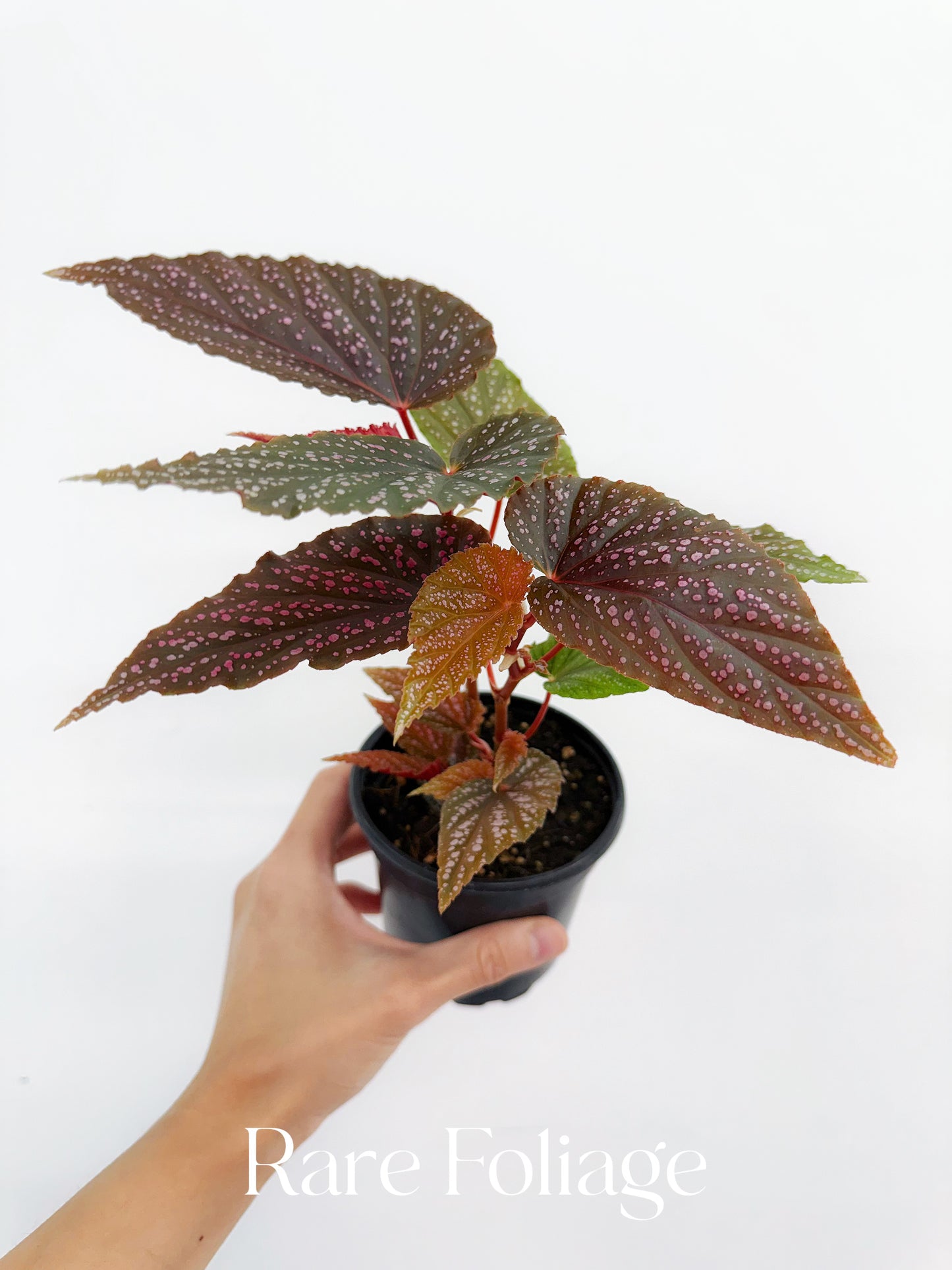 Begonia Maculata Pink Spot 4”