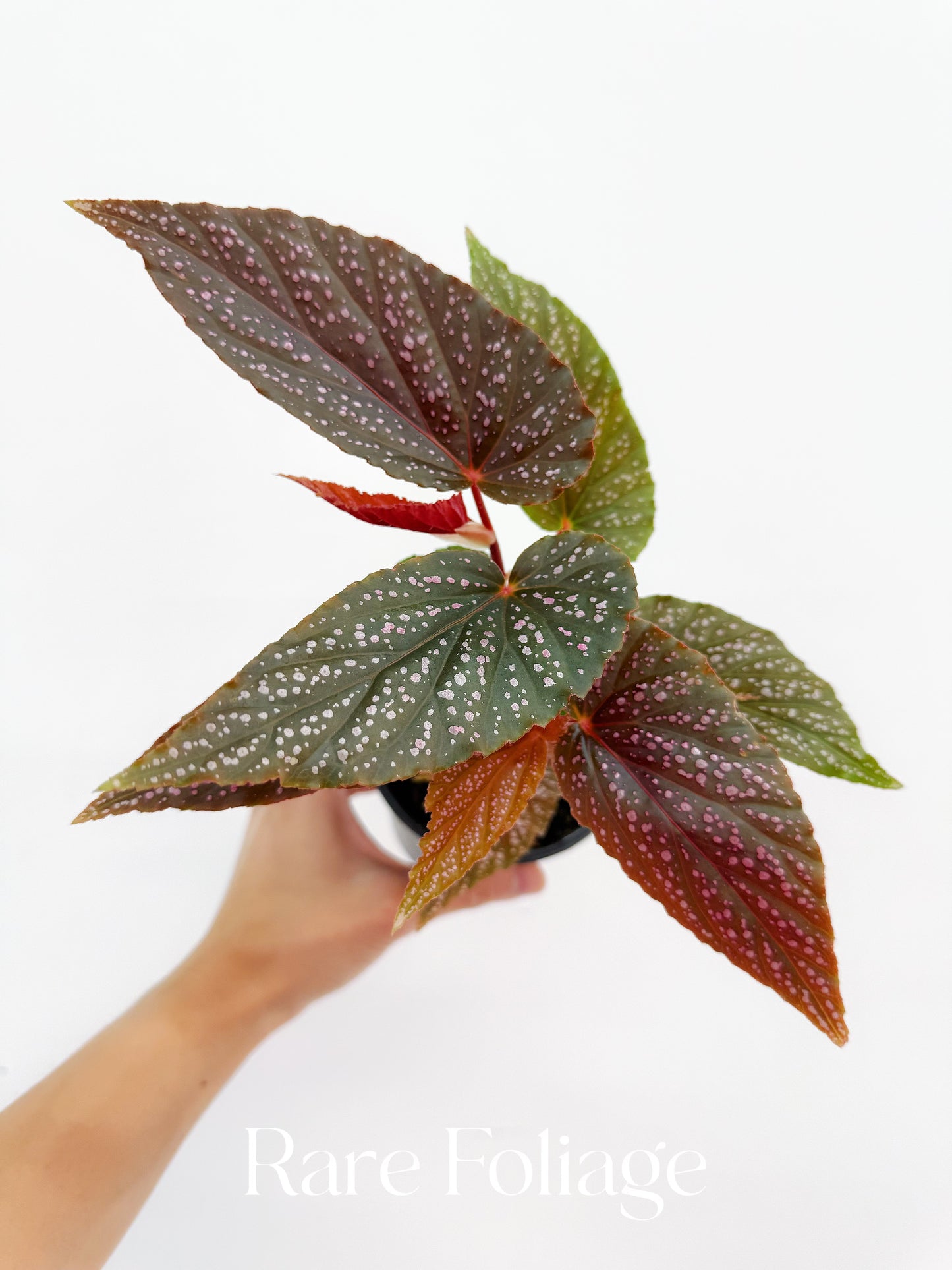 Begonia Maculata Pink Spot 4”