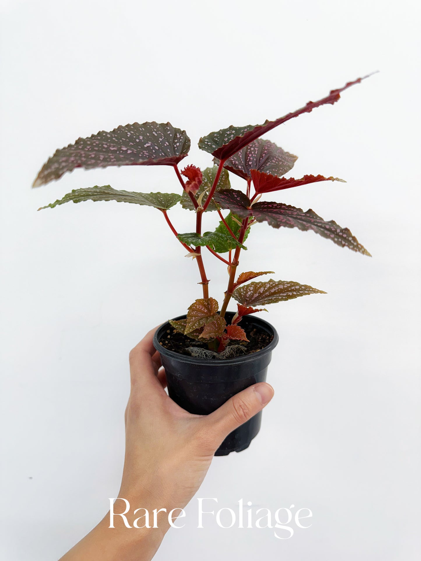 Begonia Maculata Pink Spot 4”
