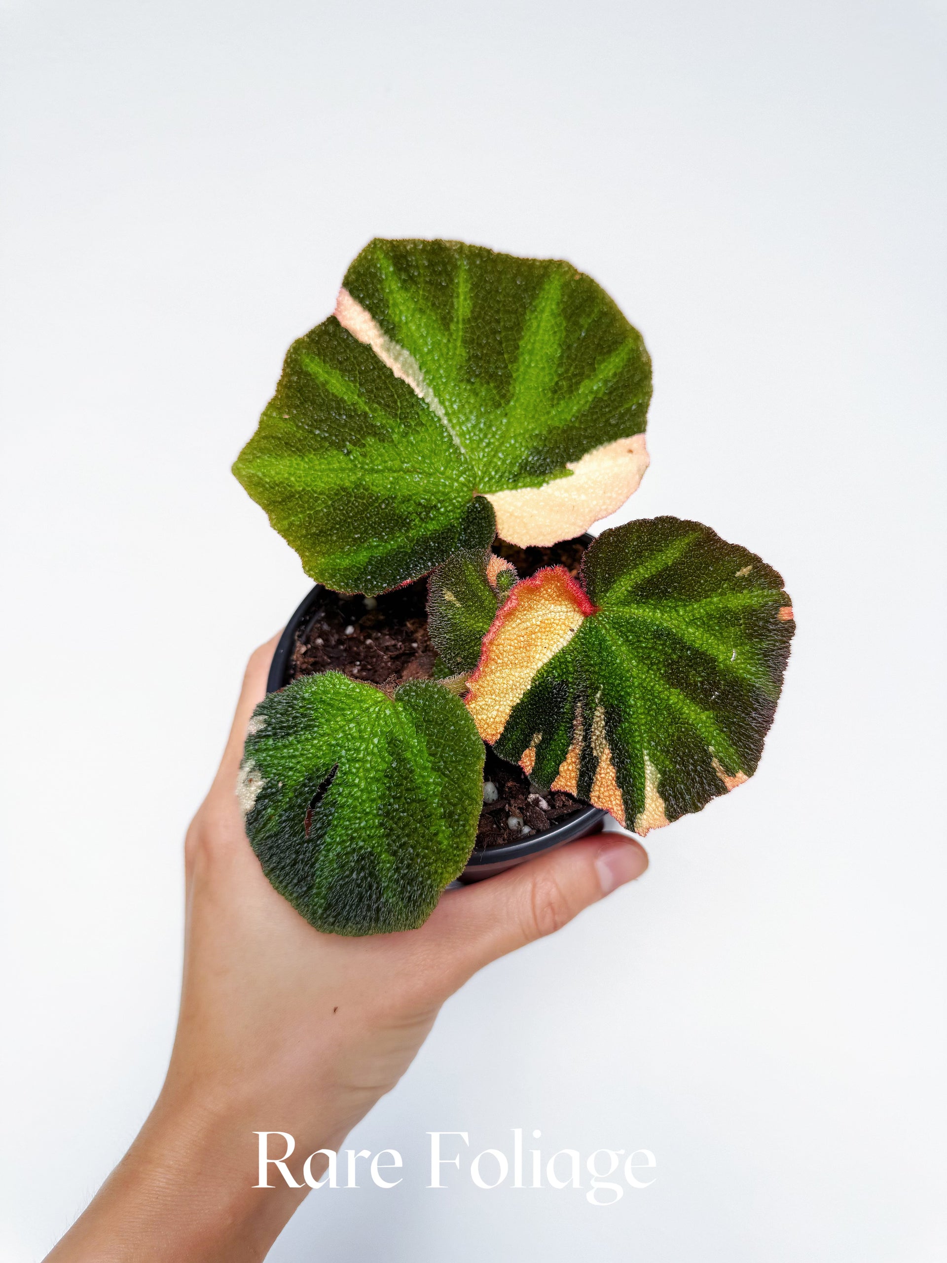 Begonia Soli Mutata Variegated 4” – Rare Foliage Plant Co