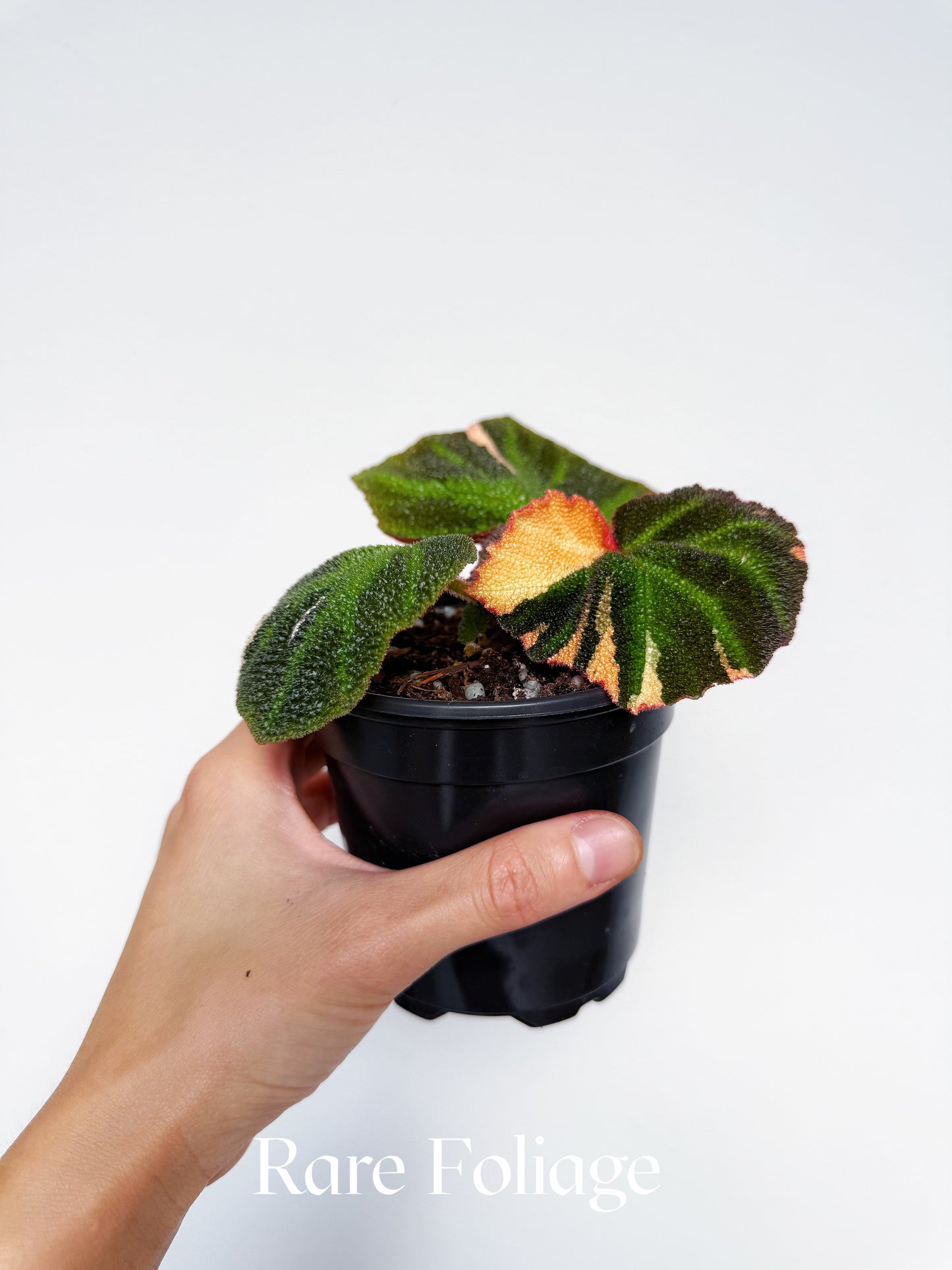 Begonia Soli Mutata Variegated 4”