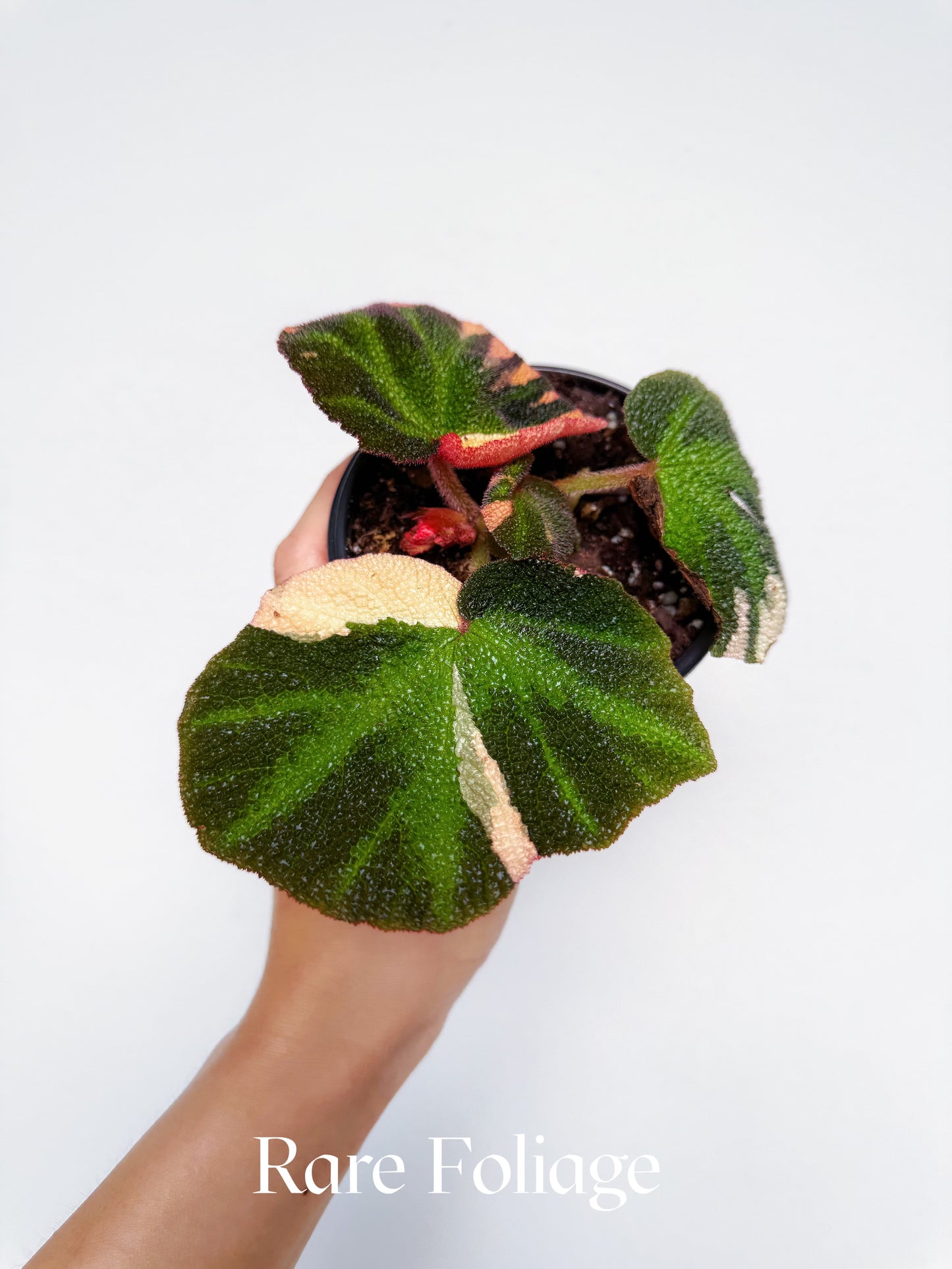 Begonia Soli Mutata Variegated 4”