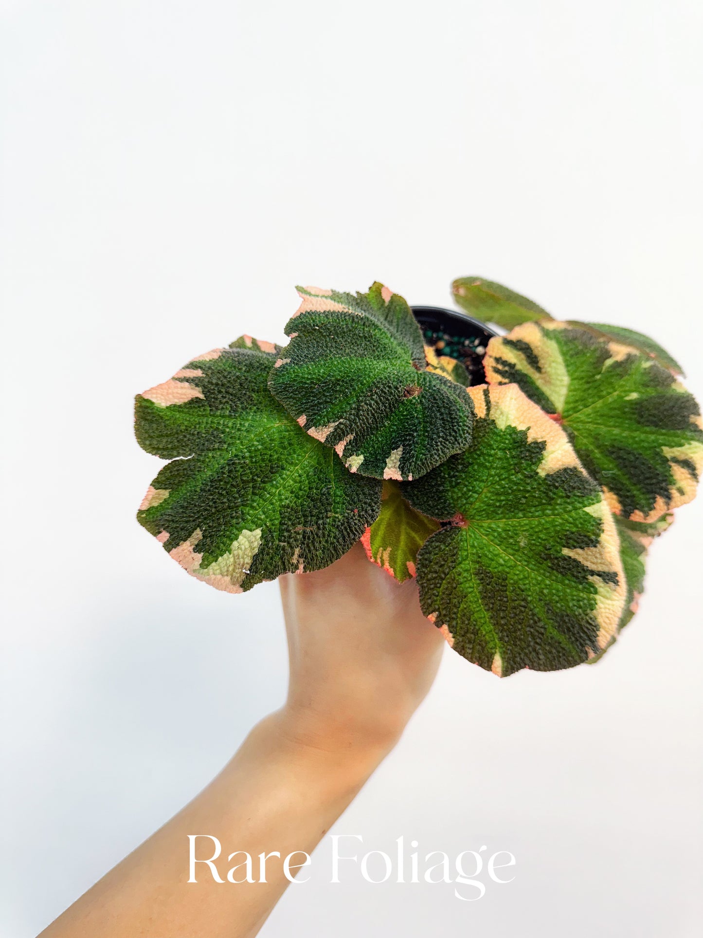 Begonia Soli Mutata Variegated 4”
